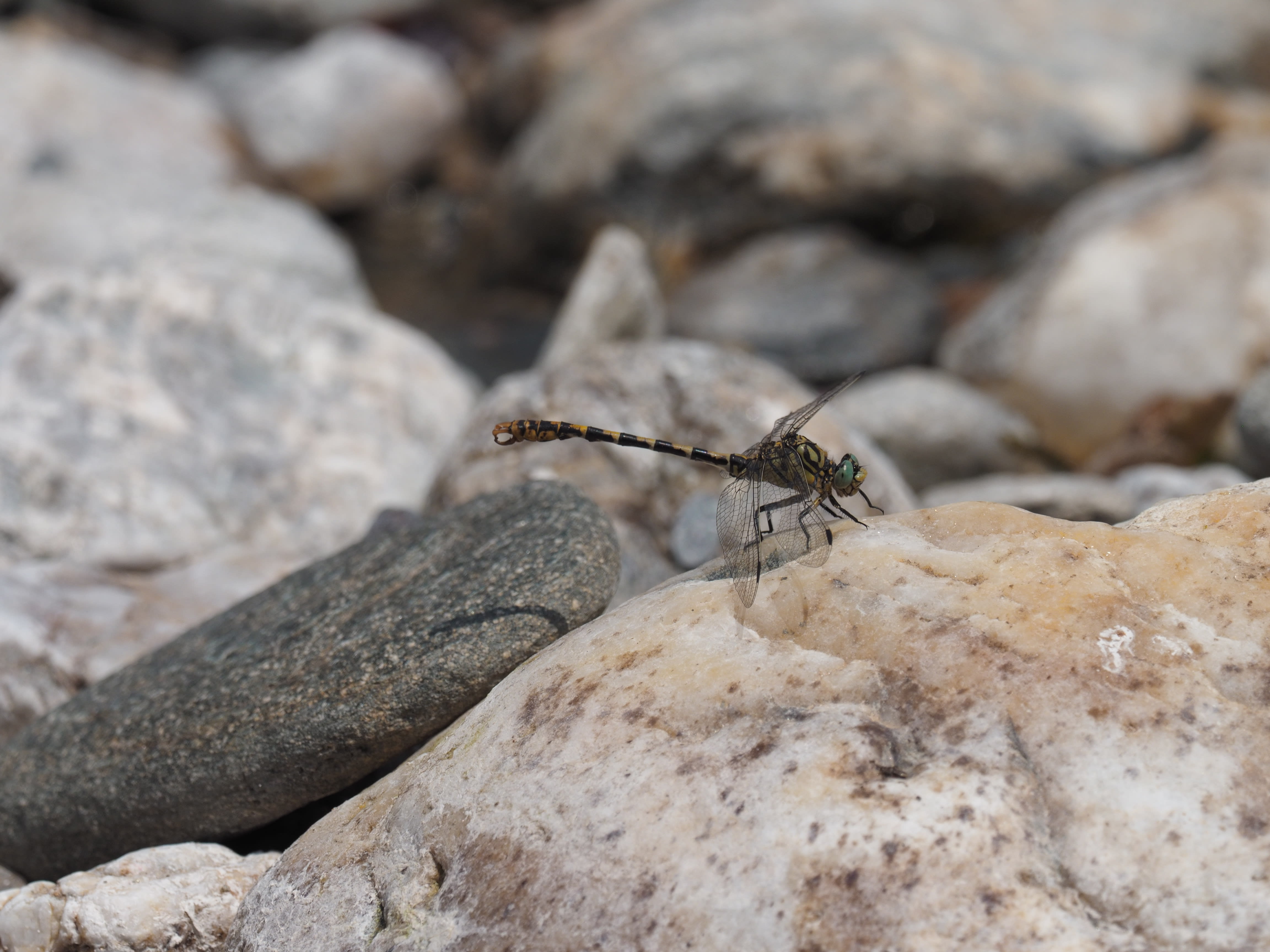 Image from Onychogomphus forcipatus album