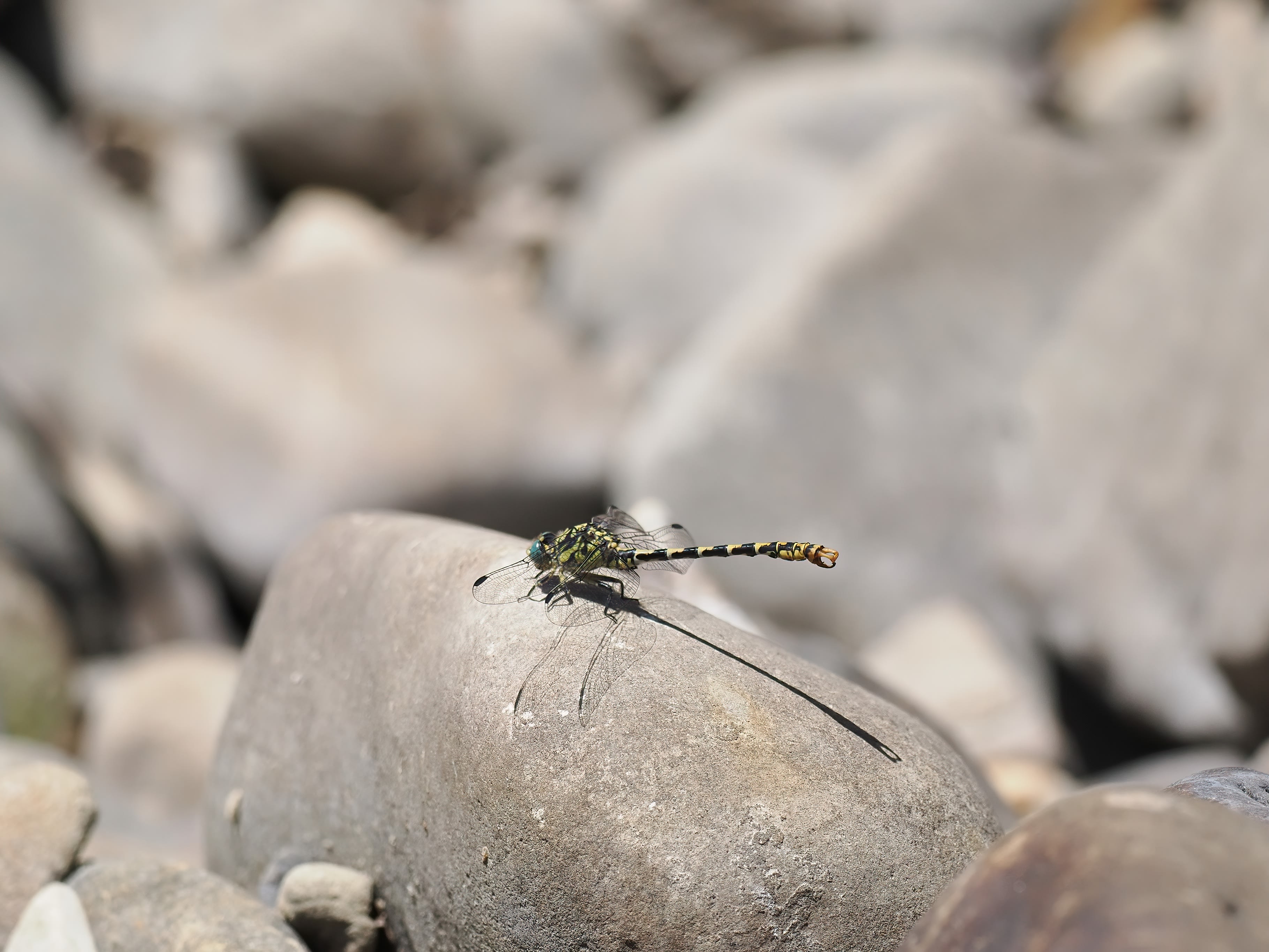 Image from Onychogomphus forcipatus album