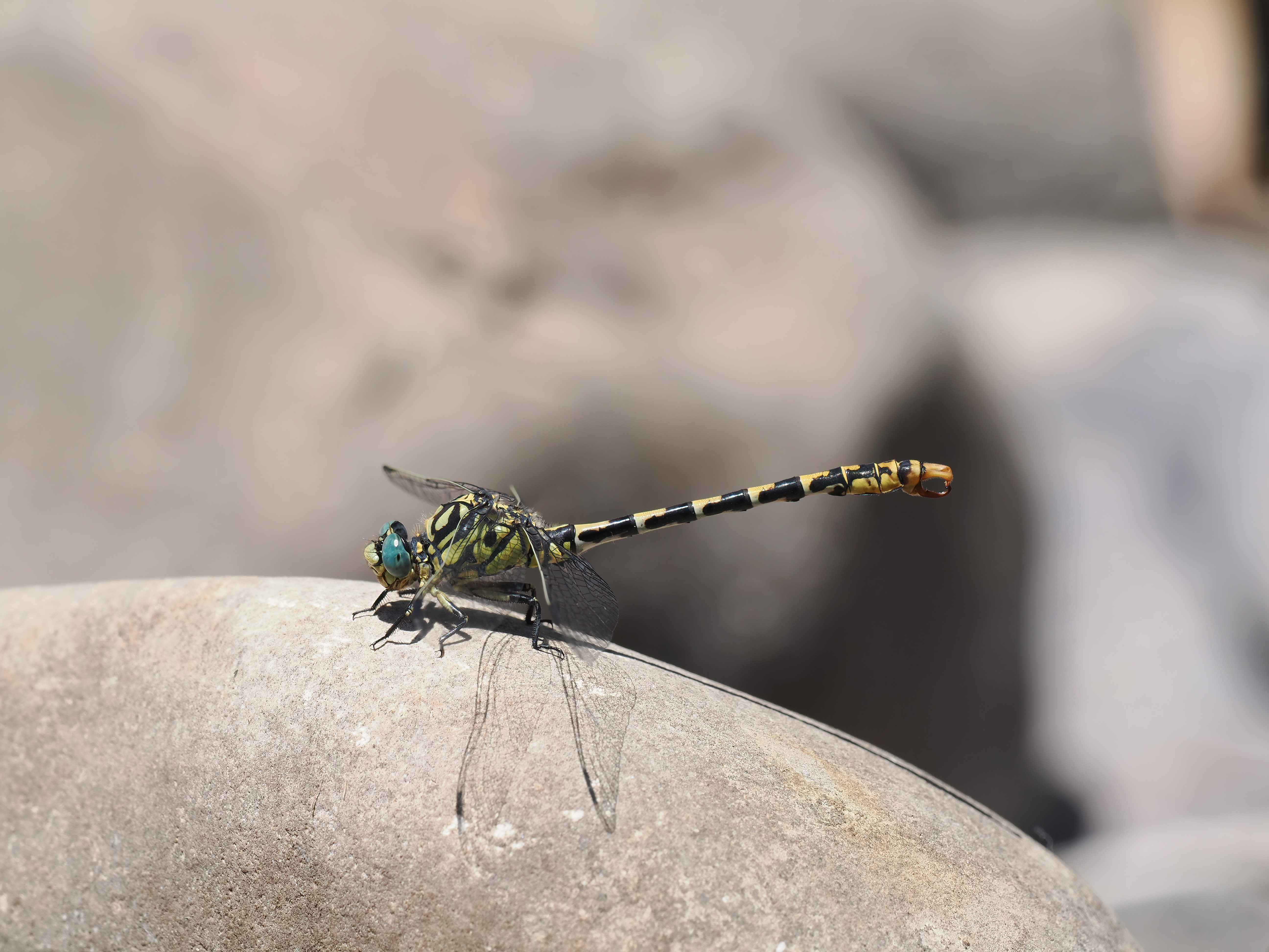 Image from Onychogomphus forcipatus album