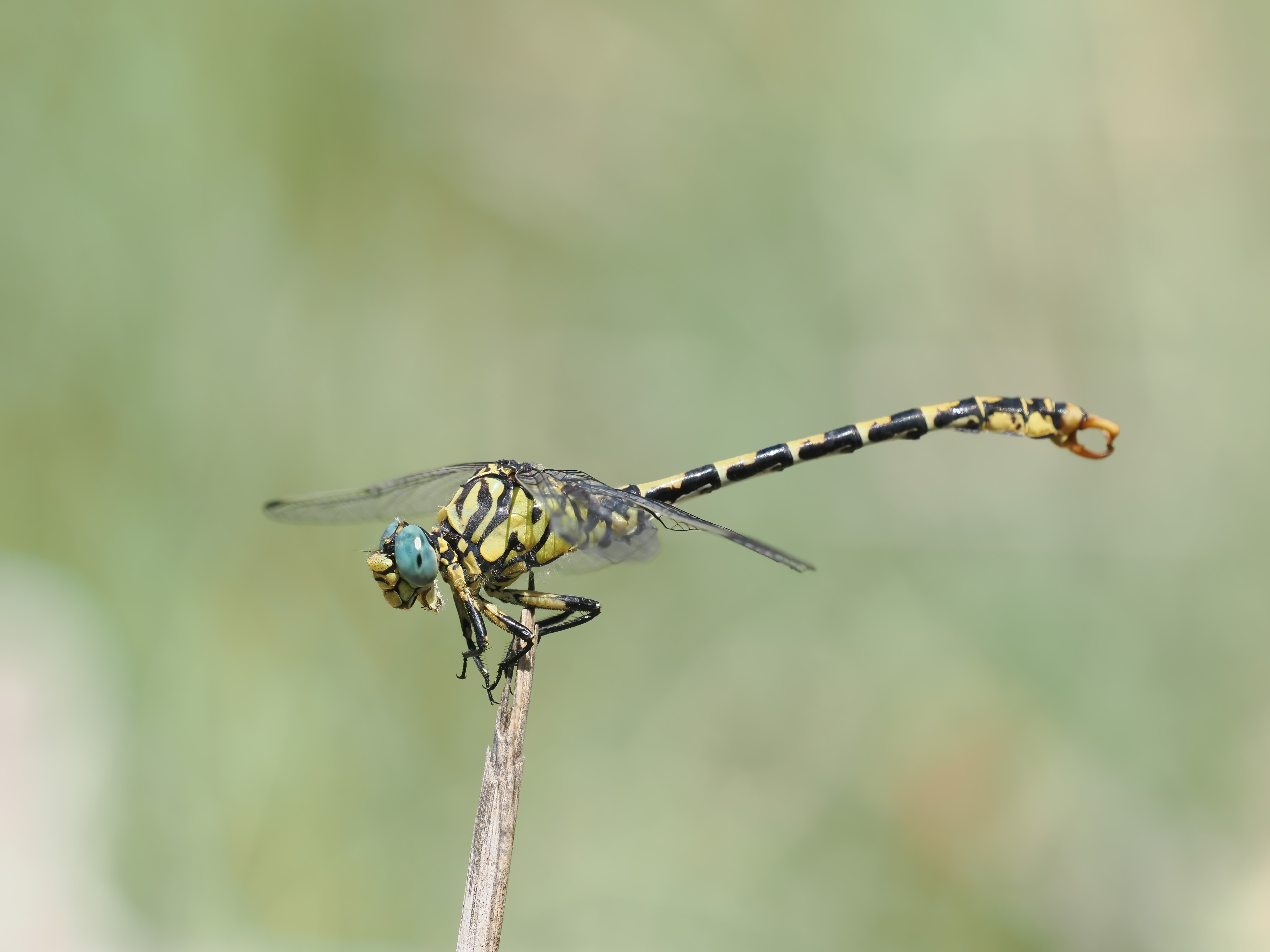 Image from Onychogomphus forcipatus album