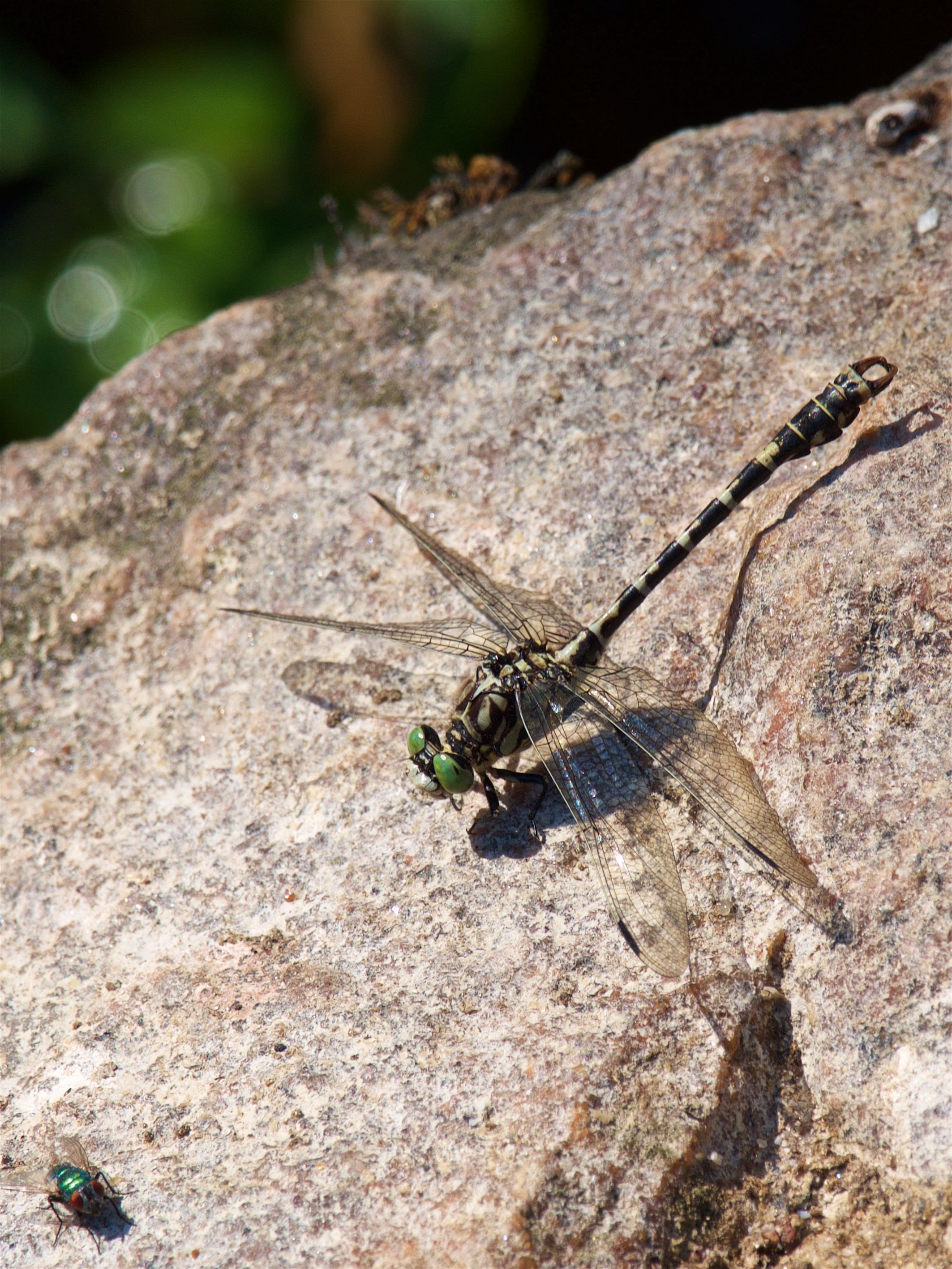 Image from Onychogomphus forcipatus album