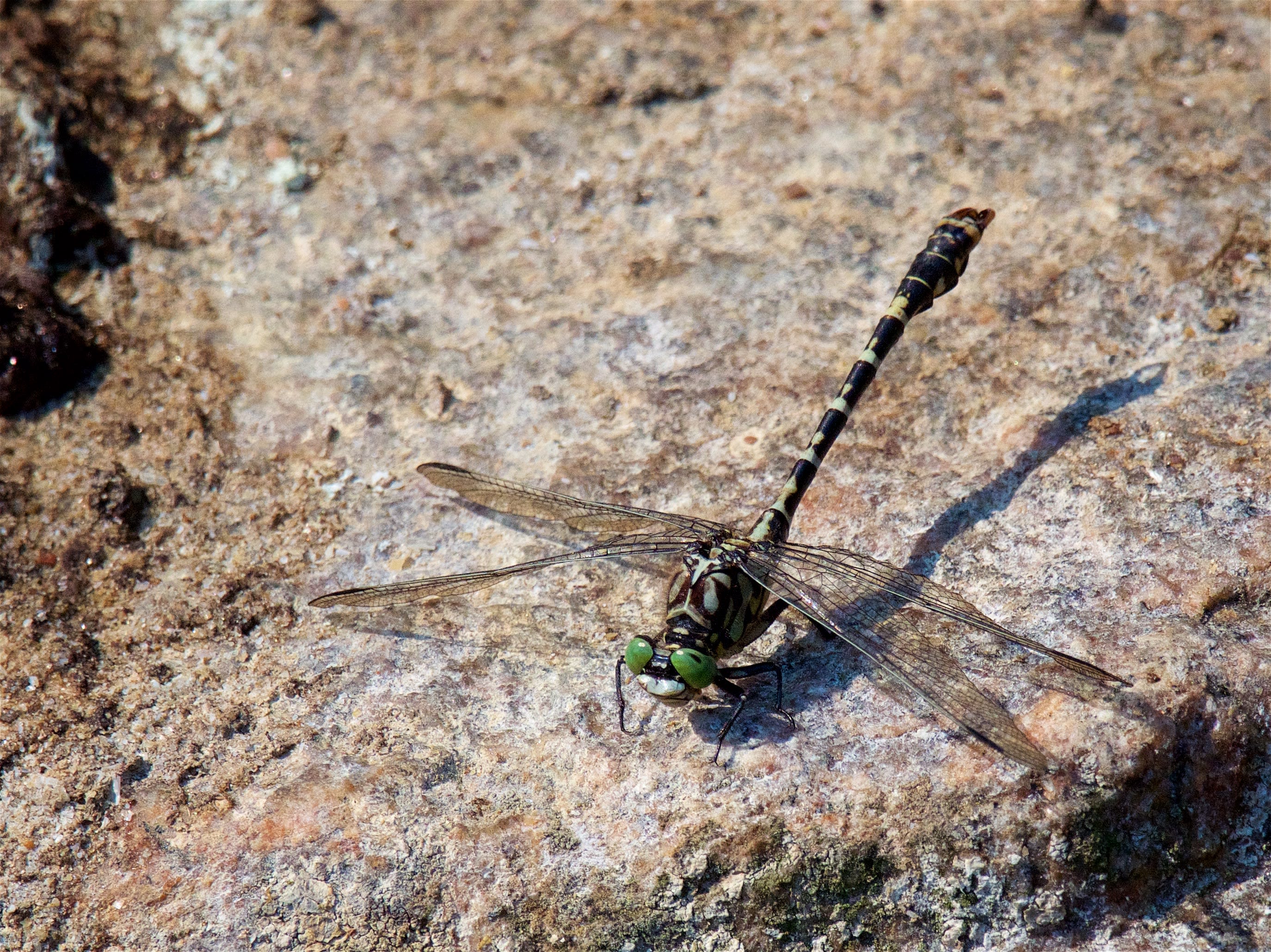Image from Onychogomphus forcipatus album