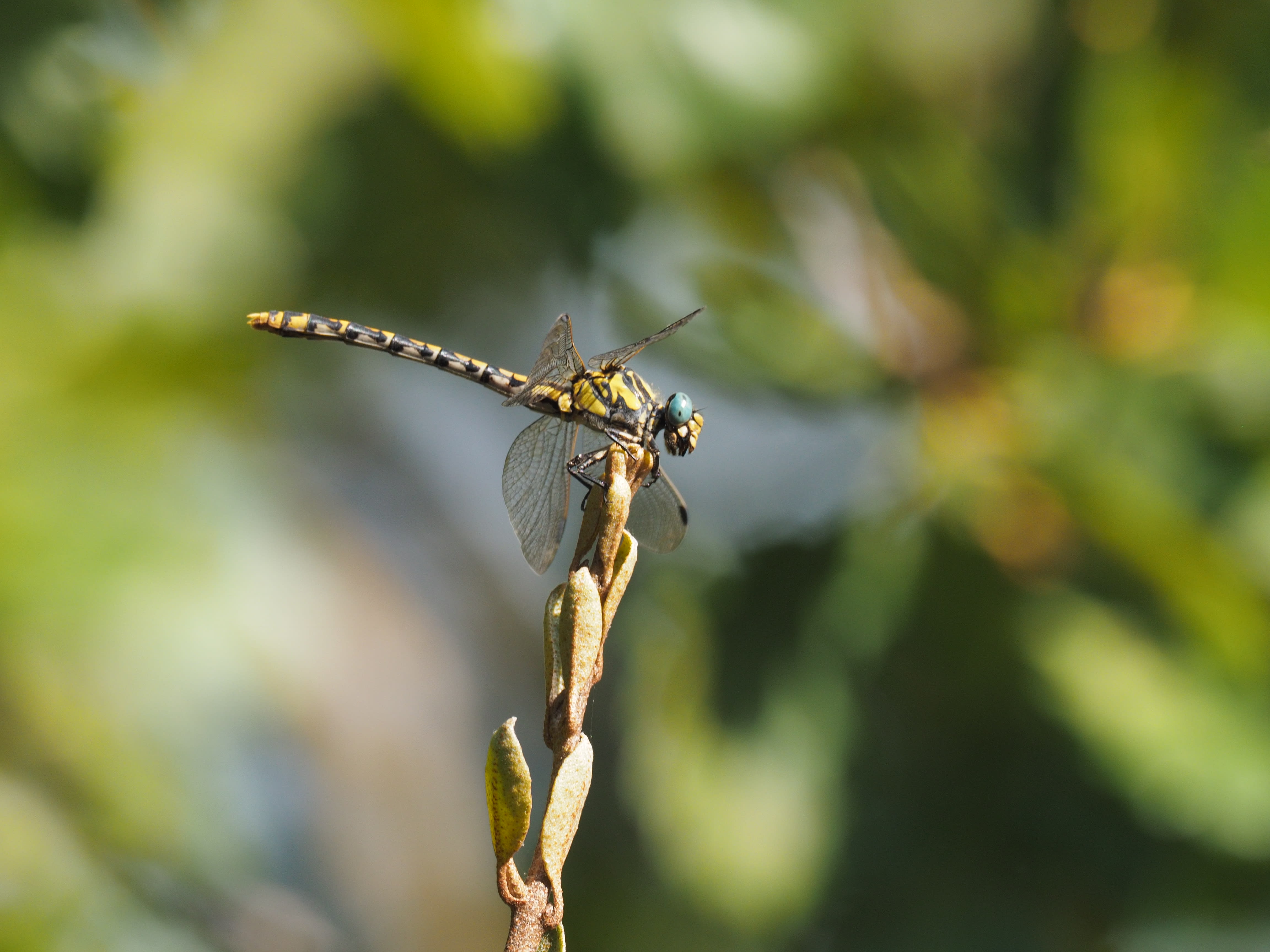 Image from Onychogomphus forcipatus album