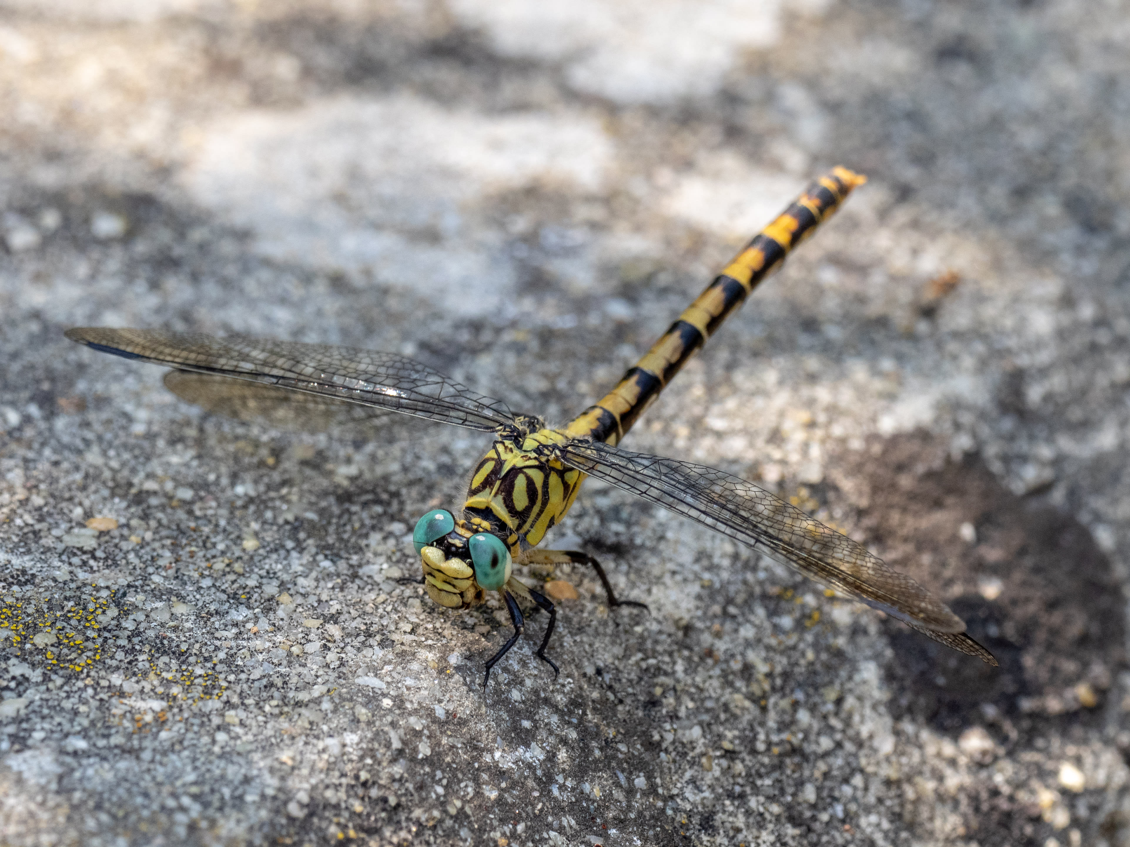 Image from Onychogomphus forcipatus album