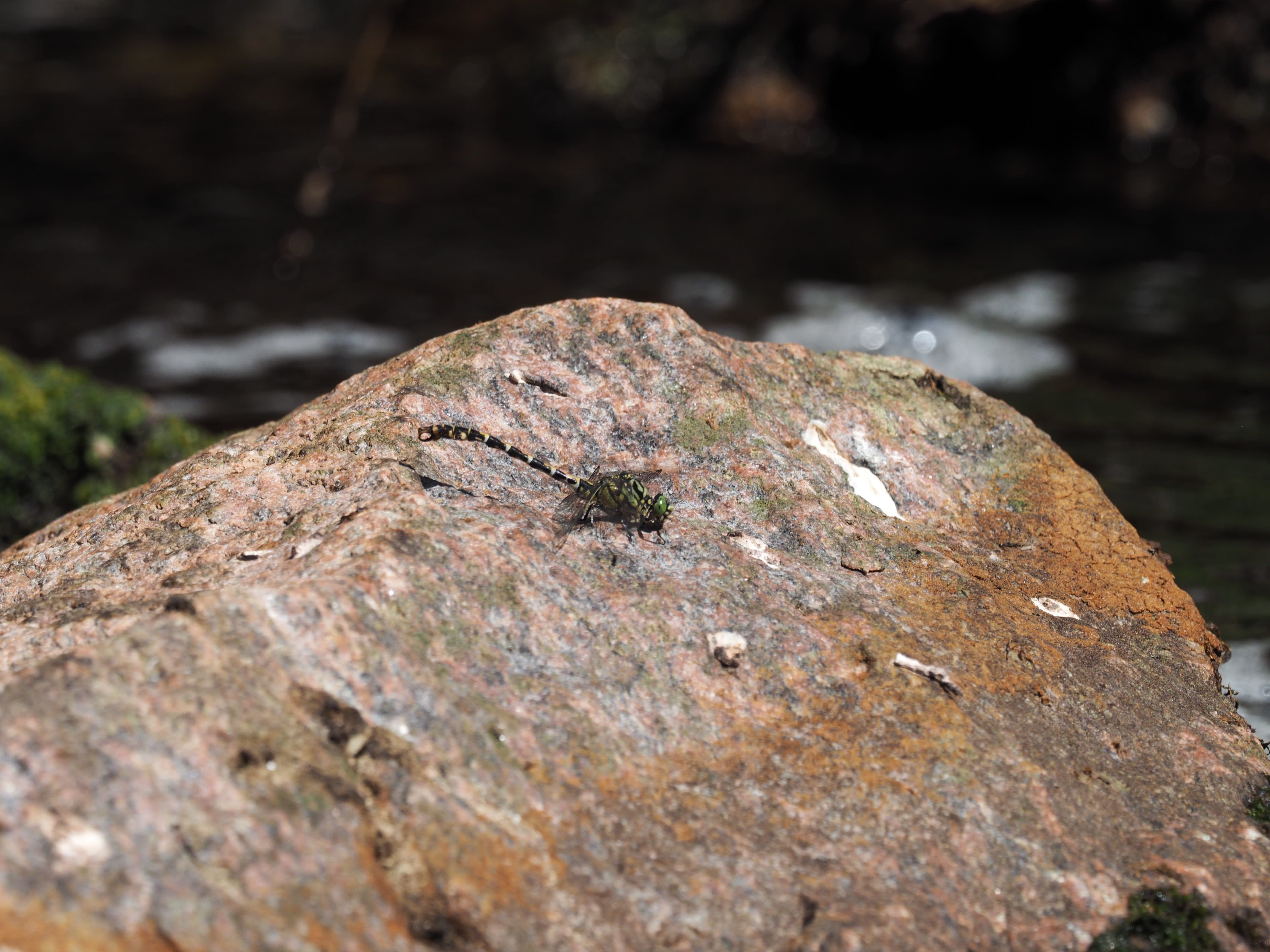 Image from Onychogomphus forcipatus album