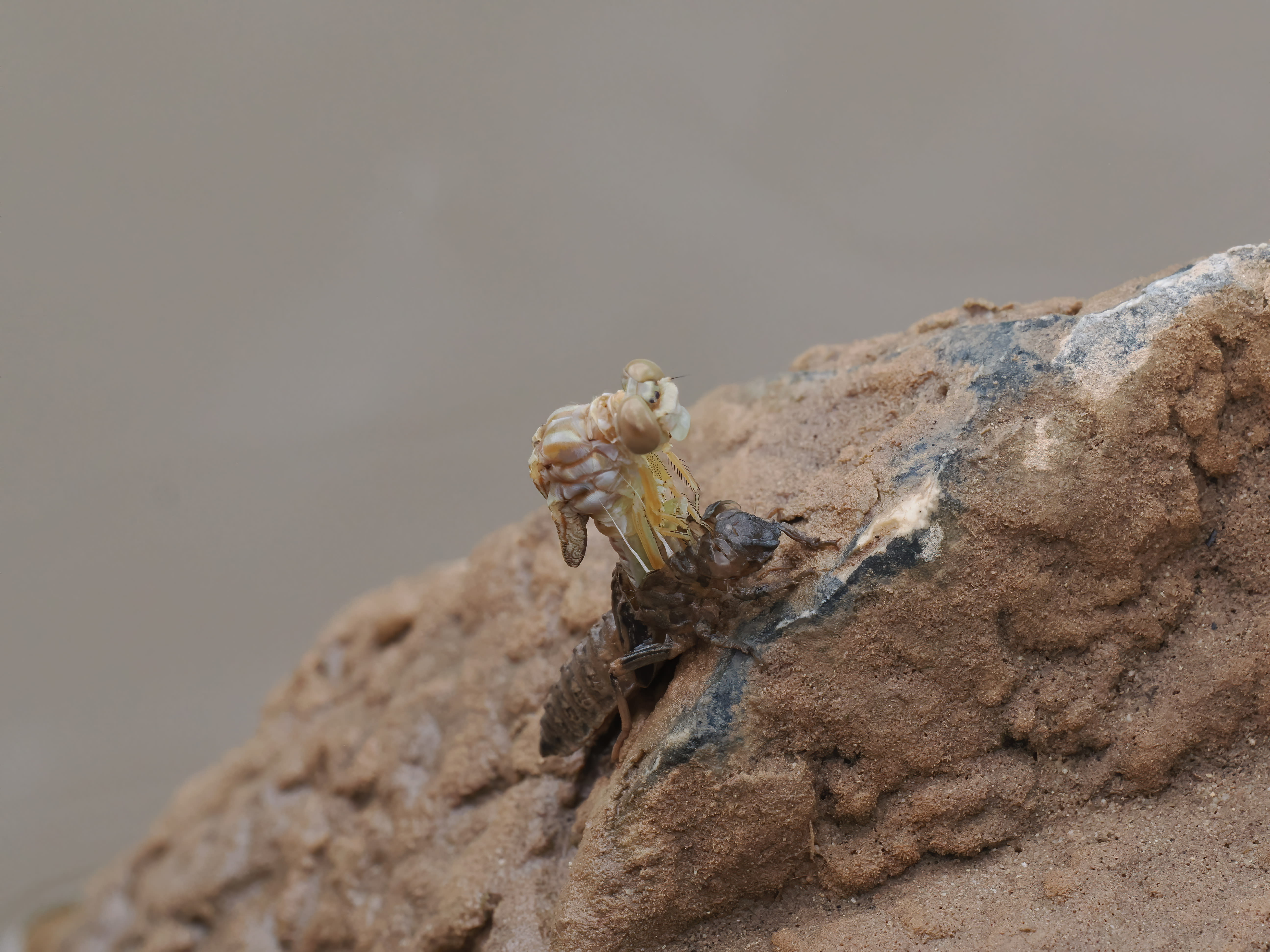 Image from Onychogomphus forcipatus album