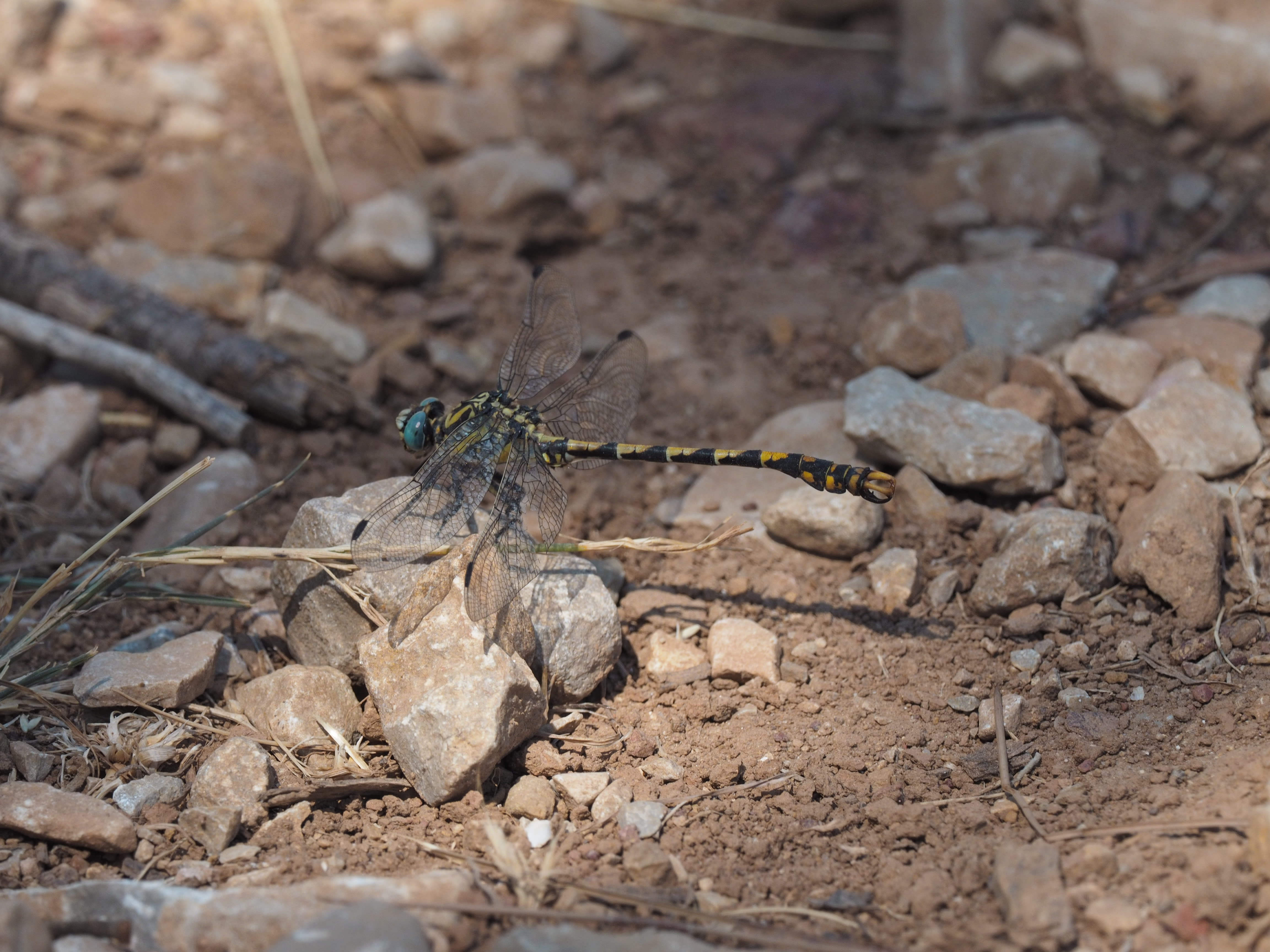 Image from Onychogomphus uncatus album