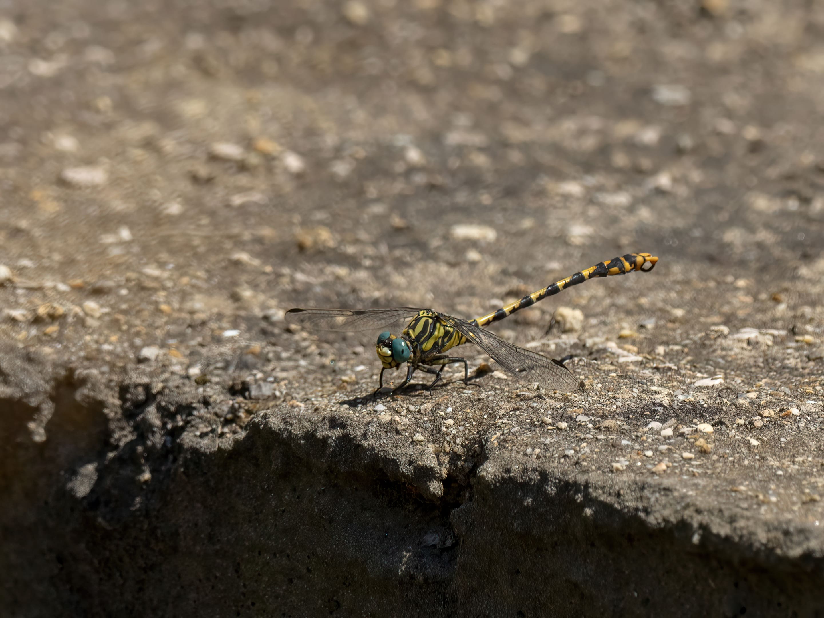 Image from Onychogomphus uncatus album