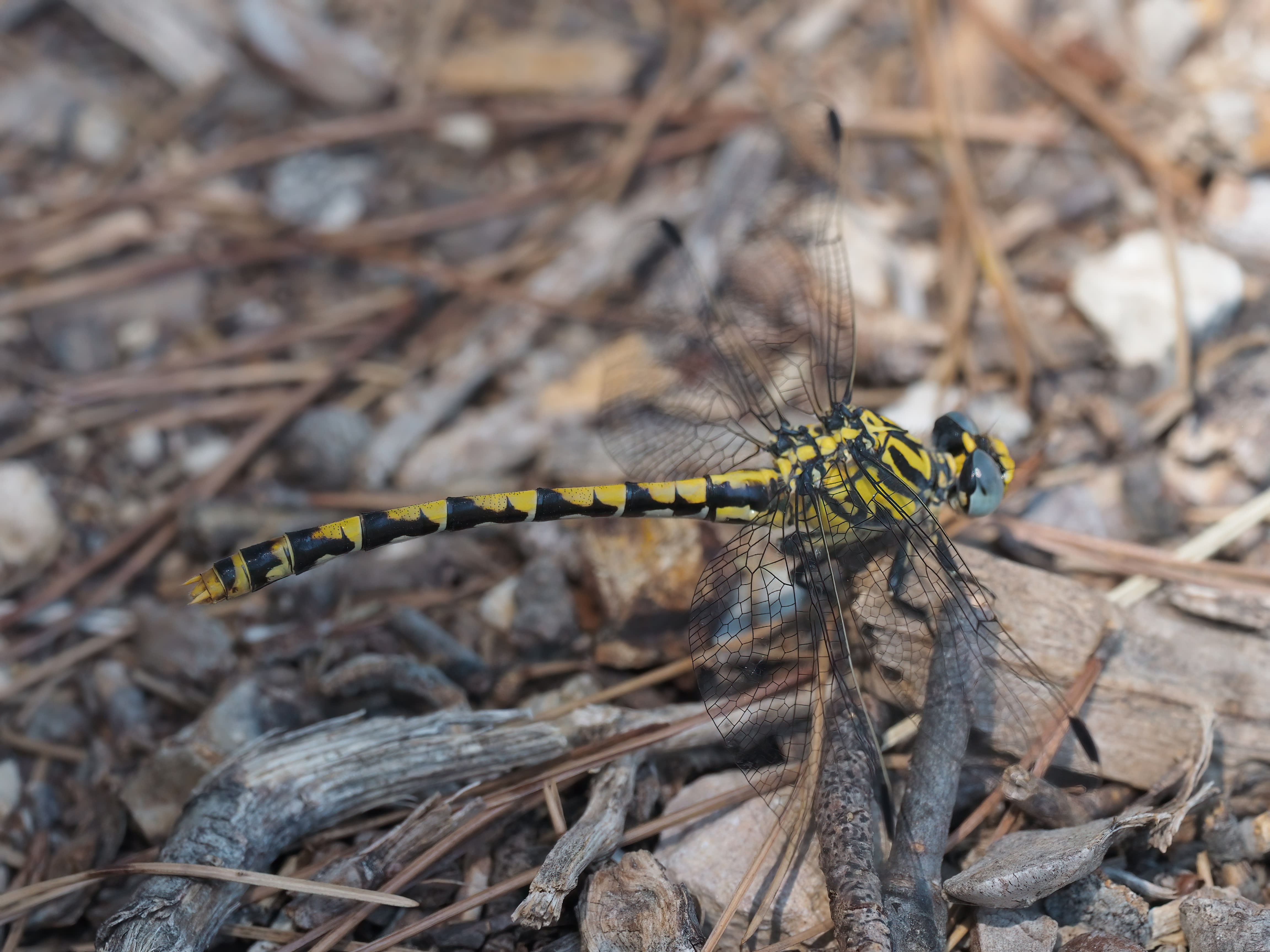 Image from Onychogomphus uncatus album