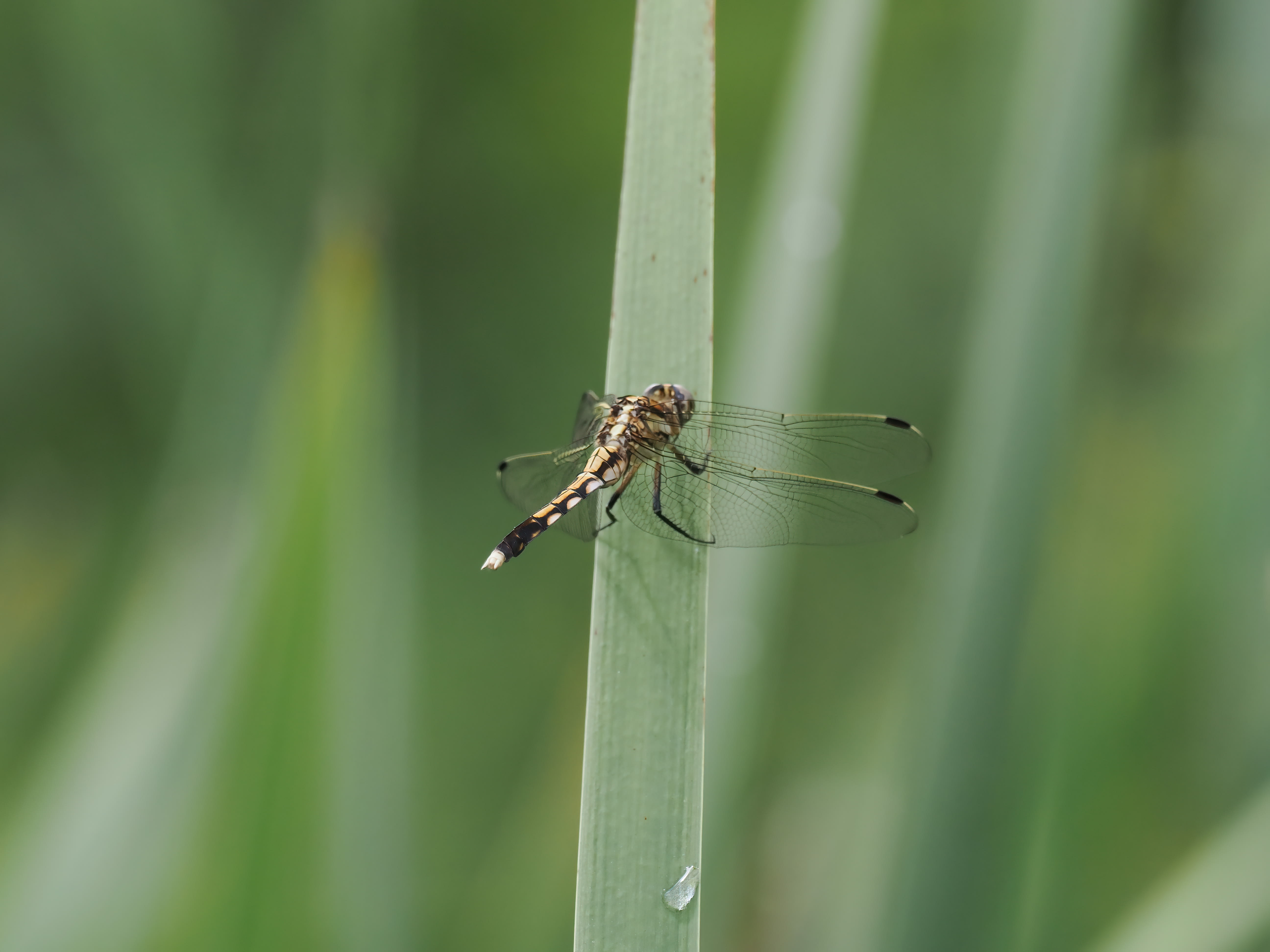 Image from Orthetrum albistylum album