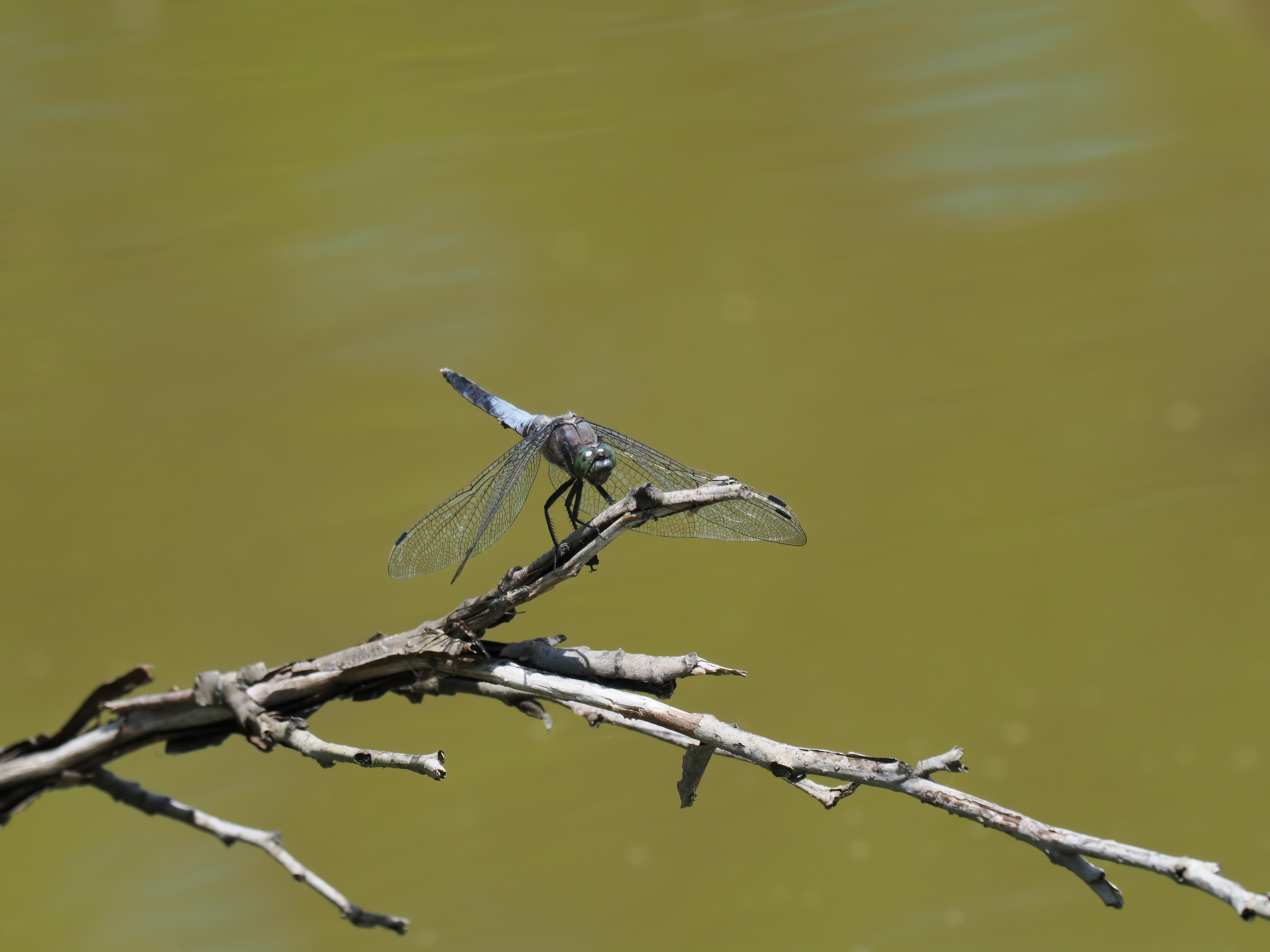 Image from Orthetrum albistylum album