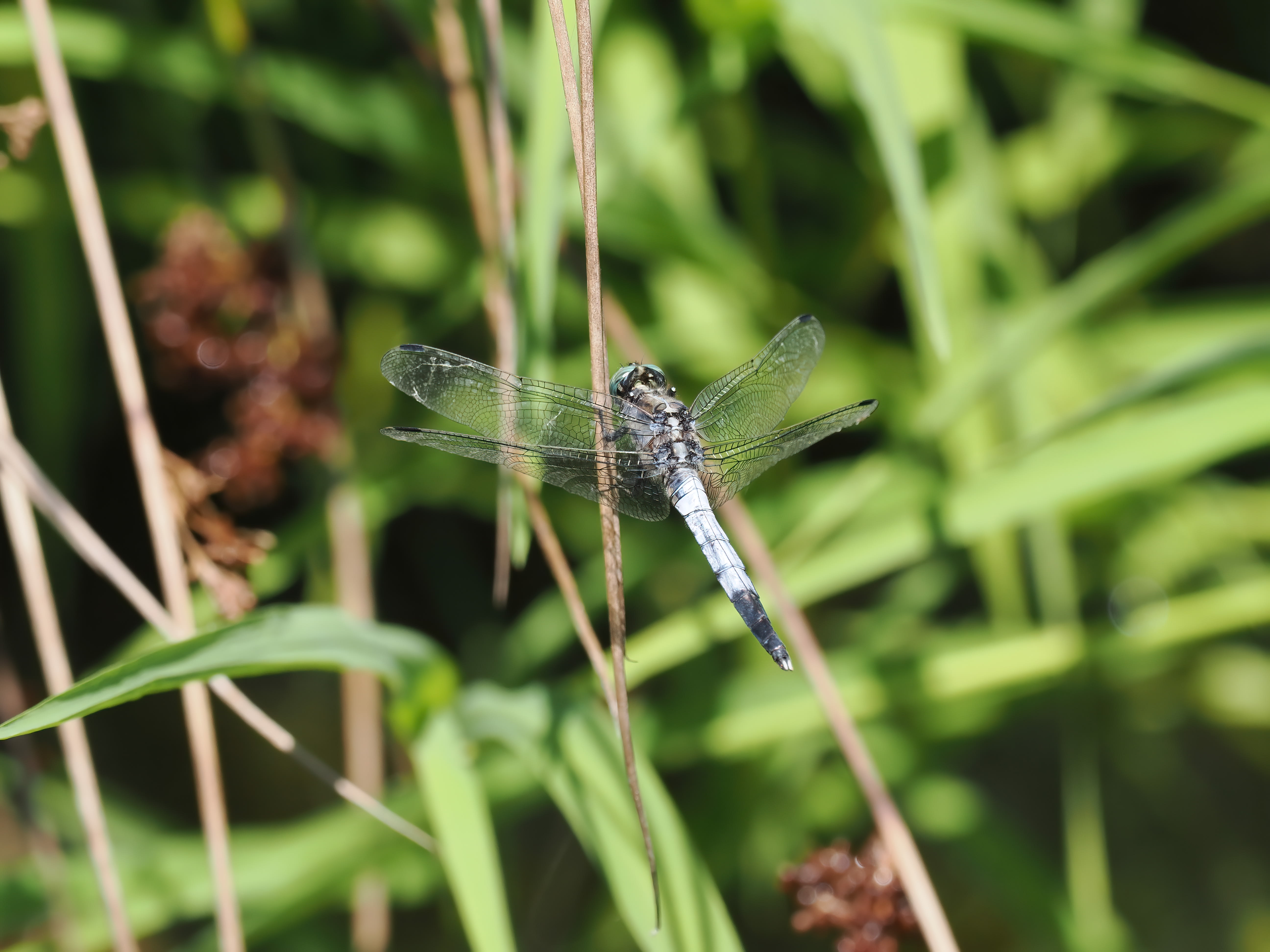 Image from Orthetrum albistylum album