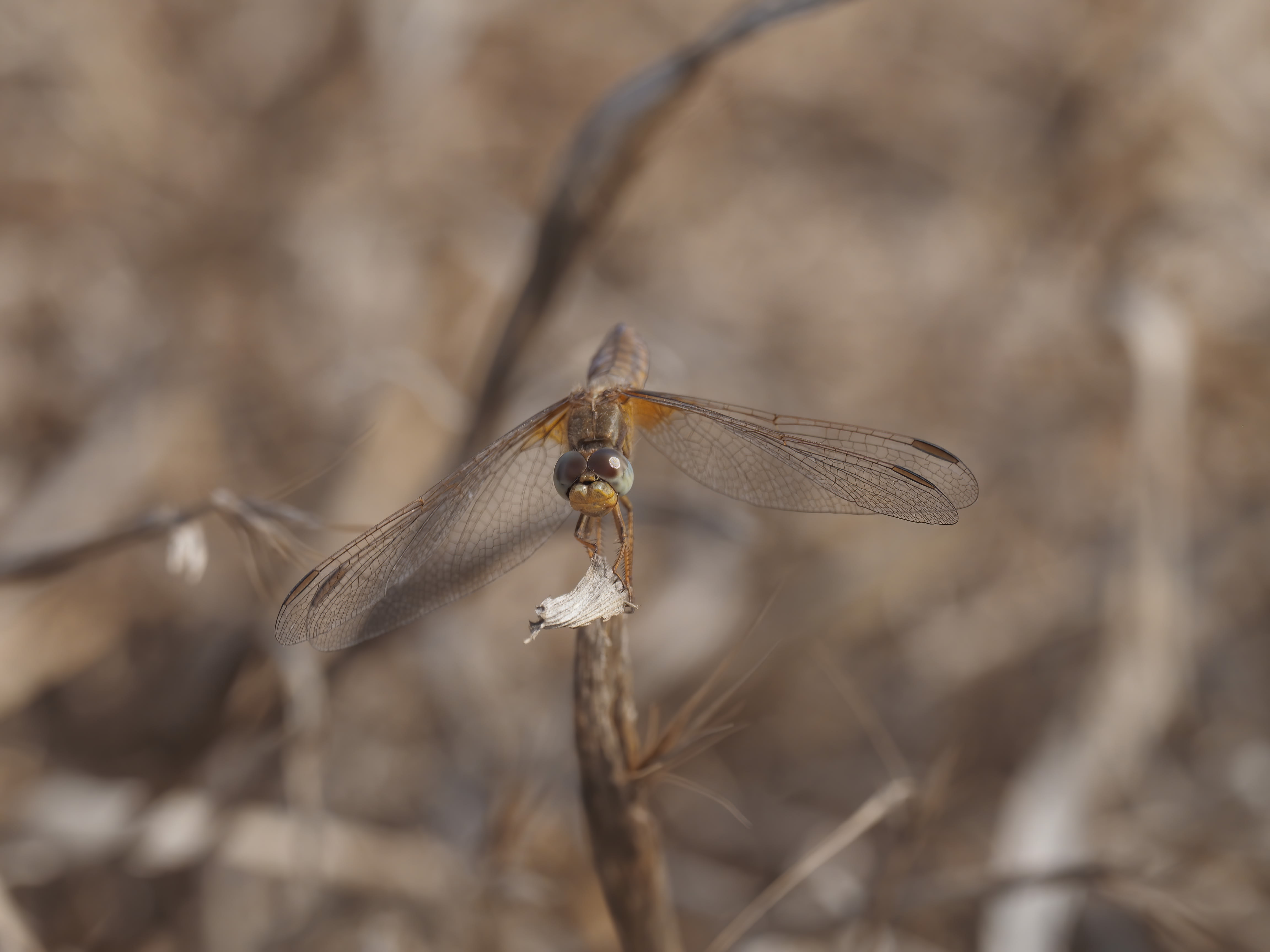 Image from Orthetrum brunneum album