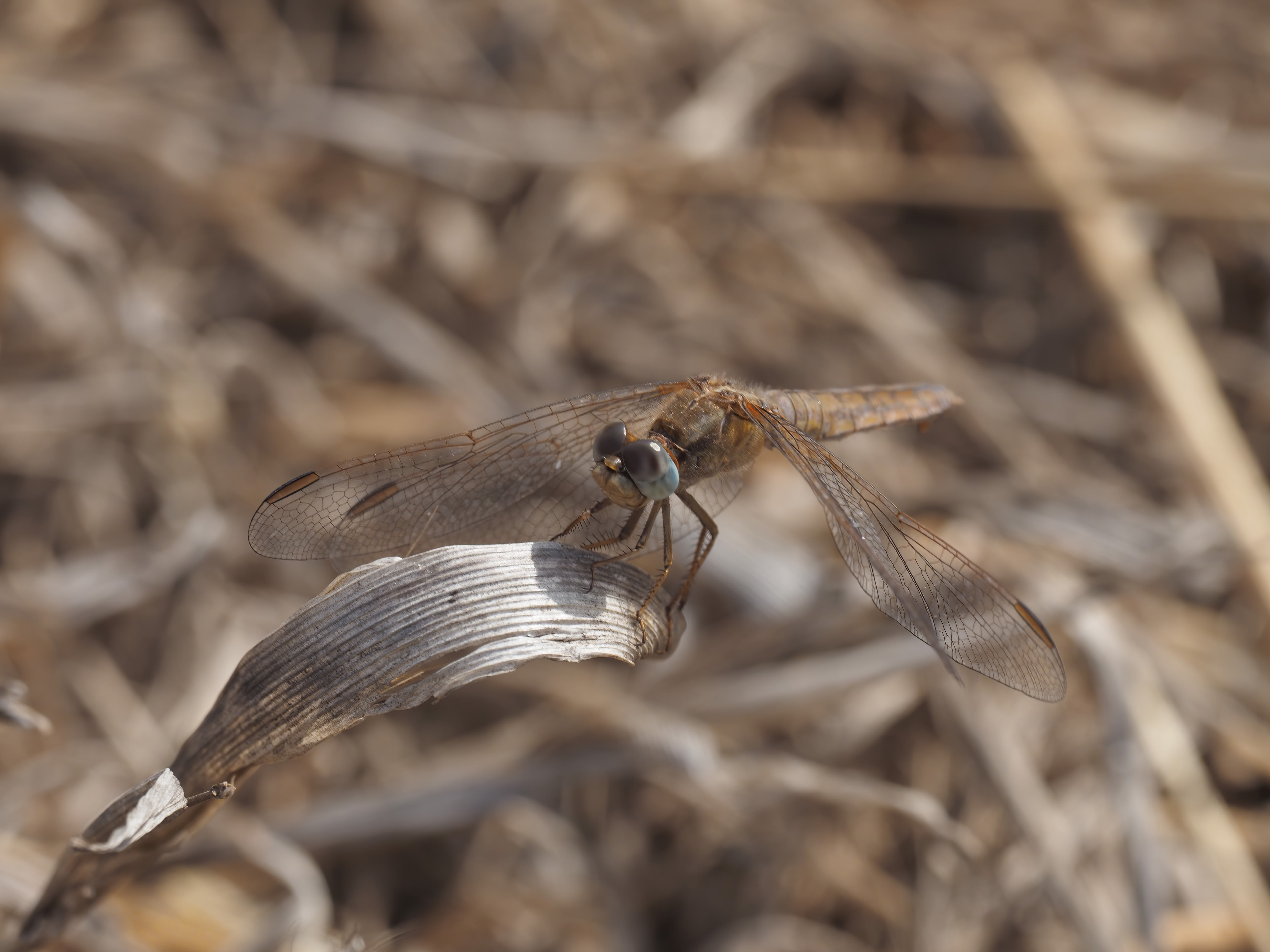Image from Orthetrum brunneum album