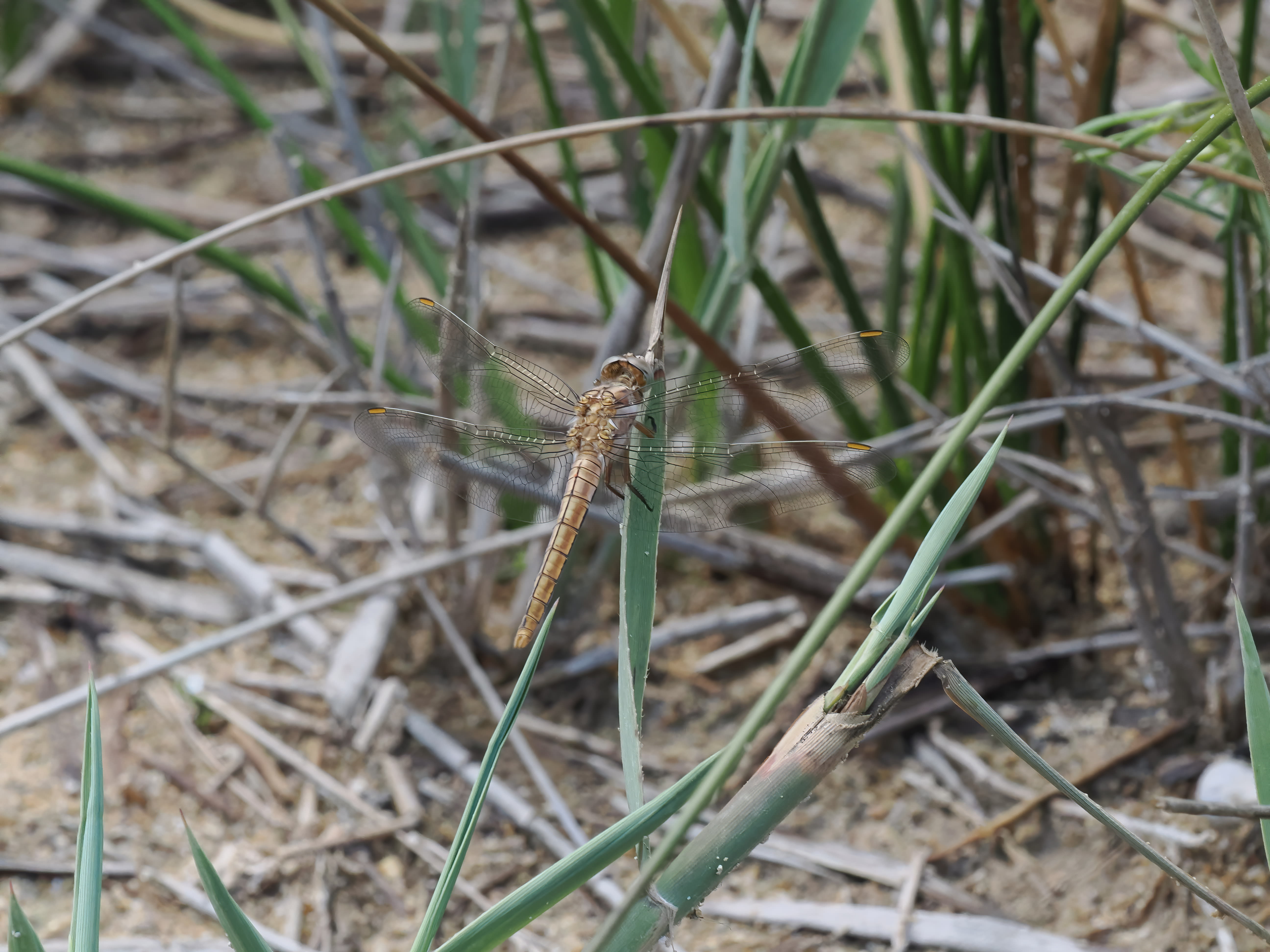 Image from Orthetrum brunneum album