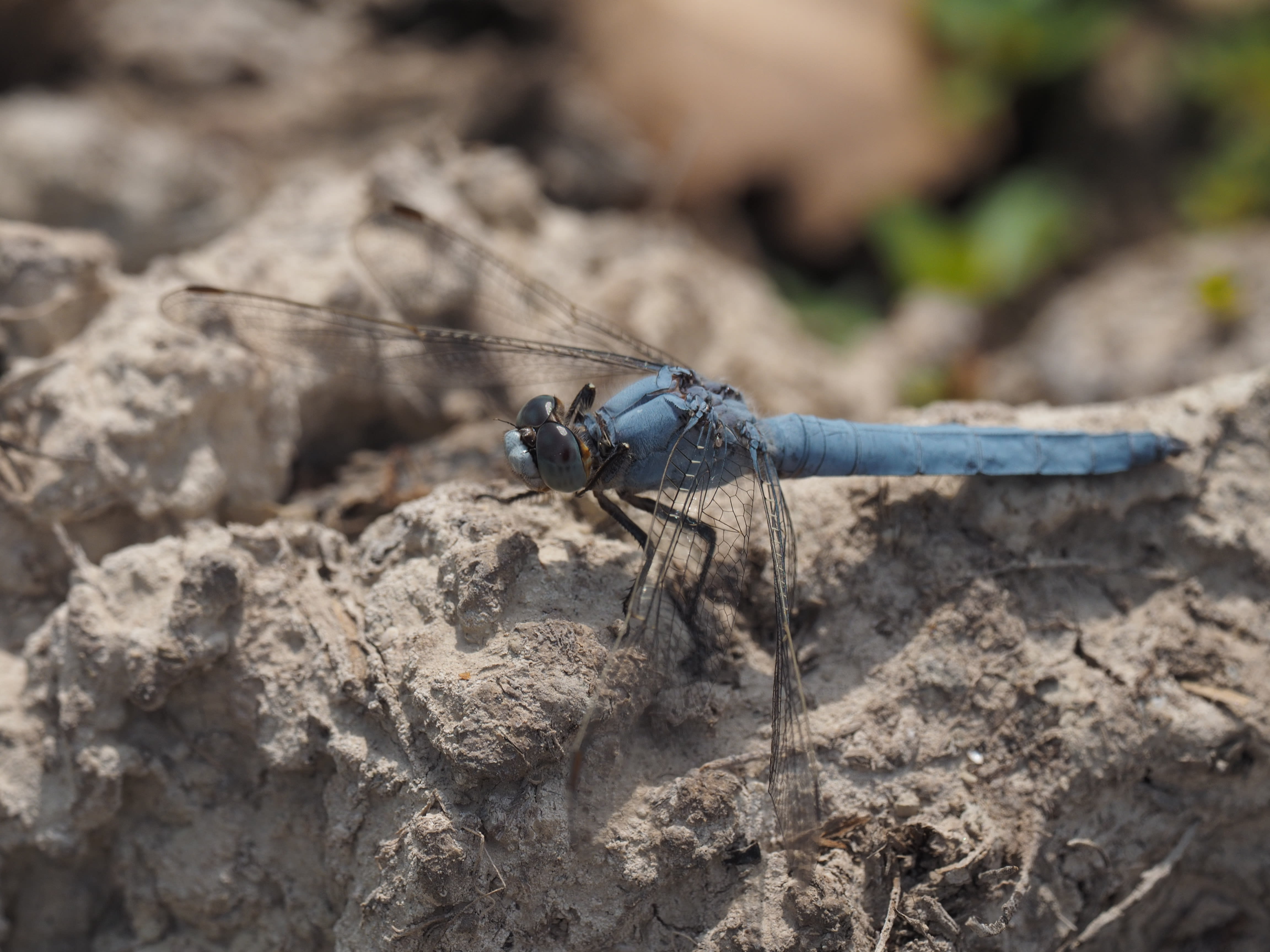 Image from Orthetrum brunneum album