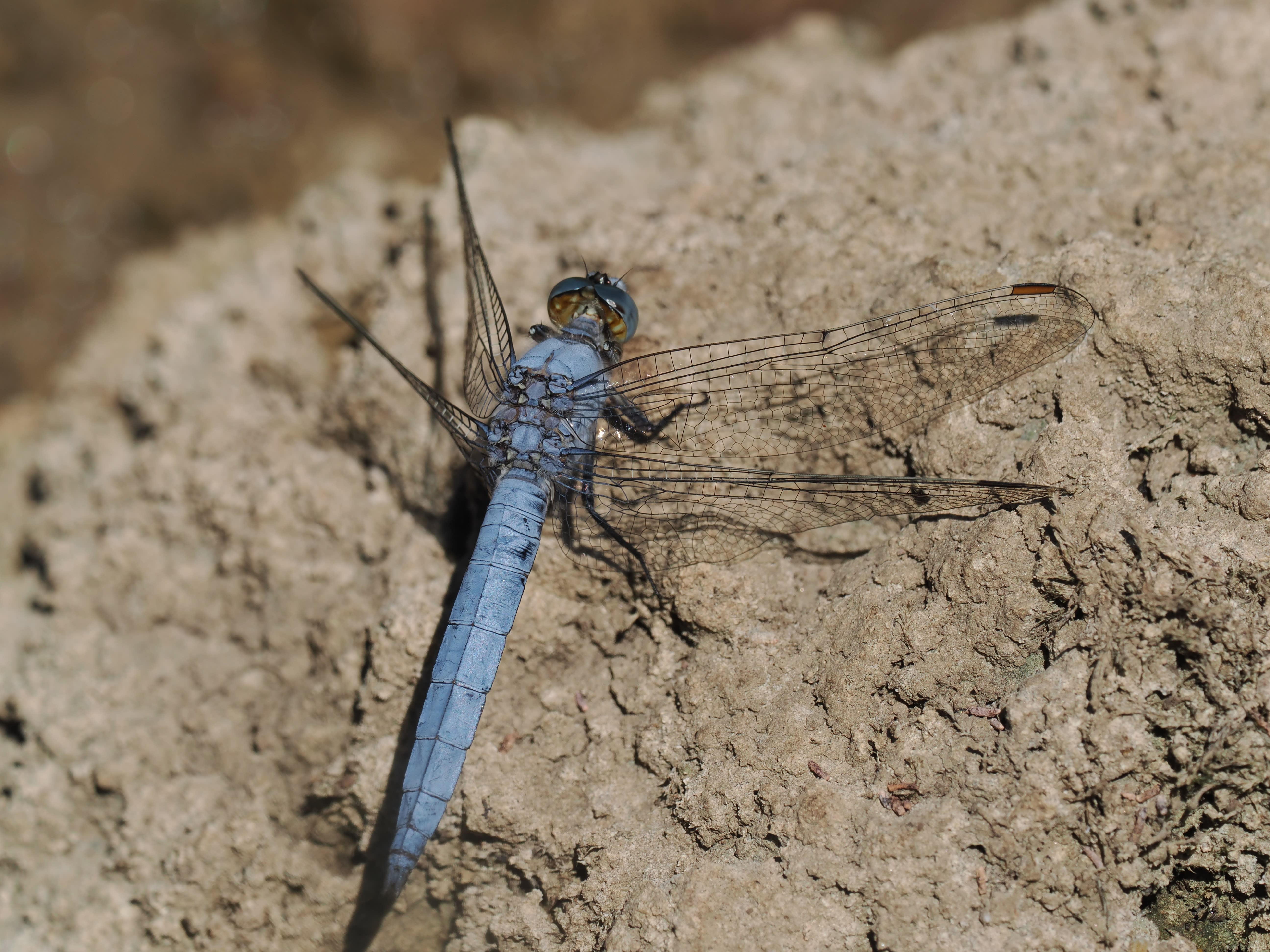Image from Orthetrum brunneum album
