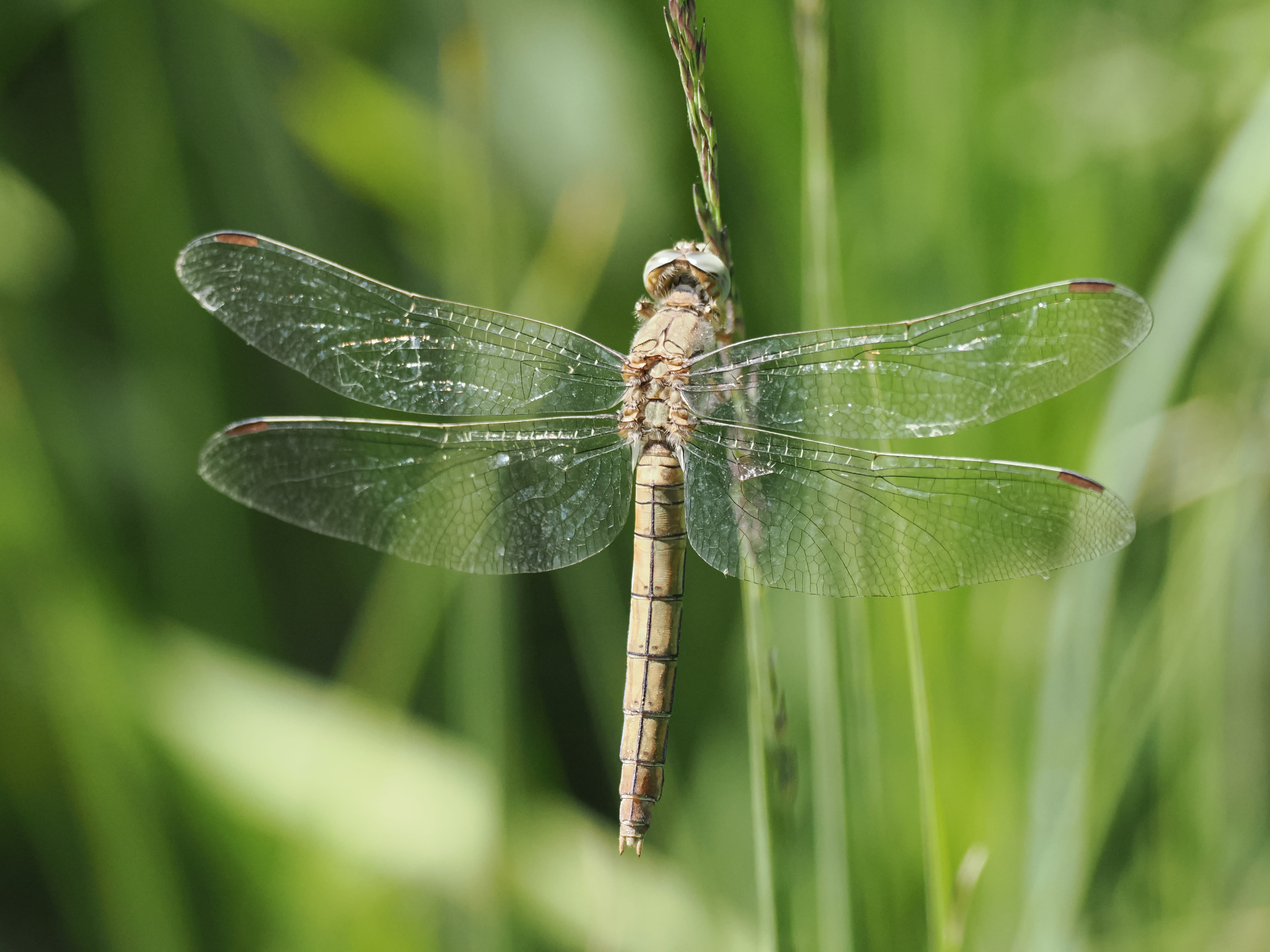 Image from Orthetrum brunneum album