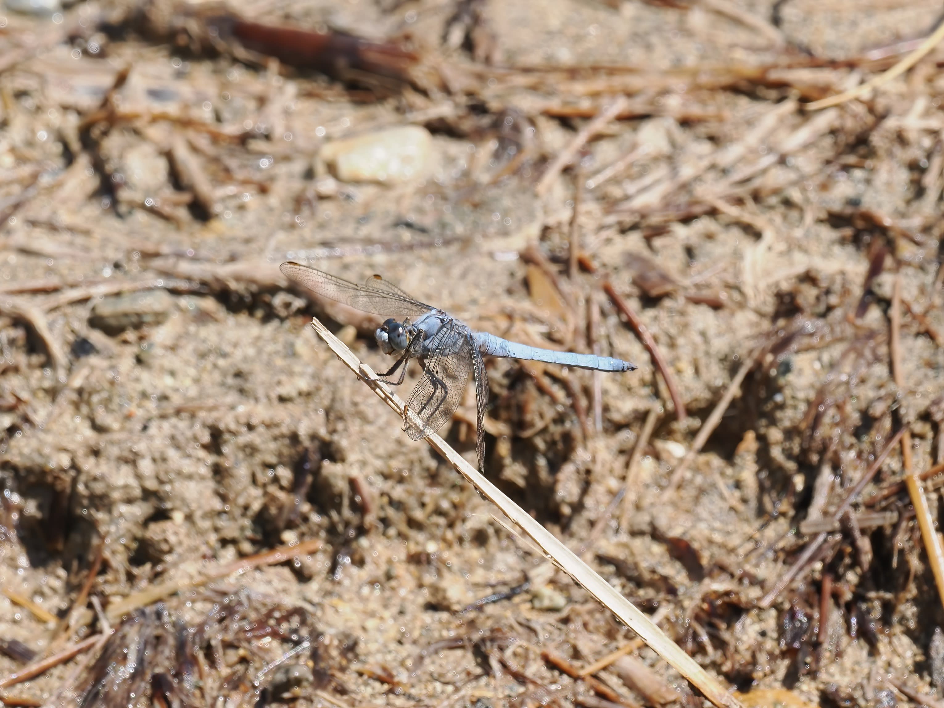 Image from Orthetrum brunneum album