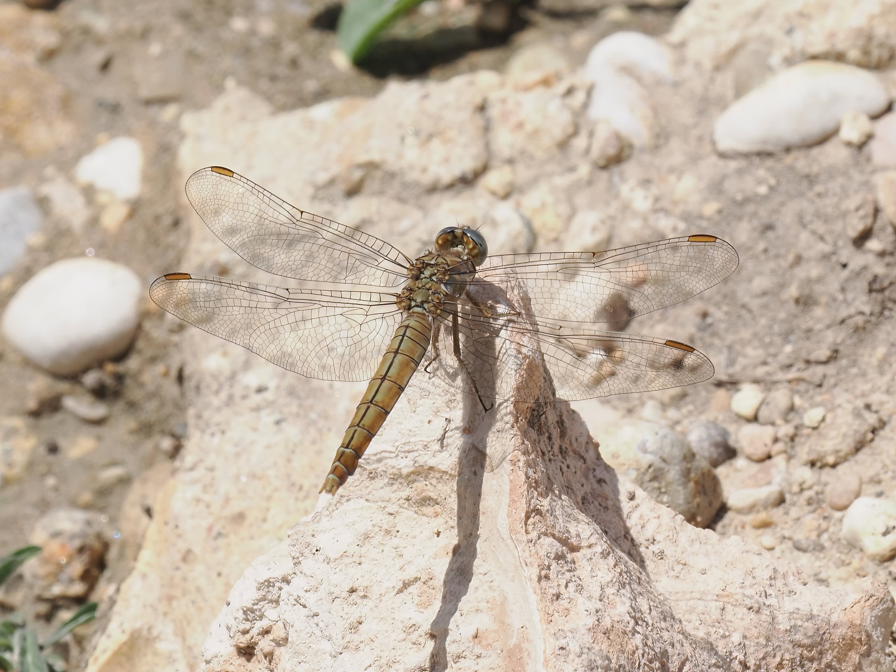 Image from Orthetrum brunneum album