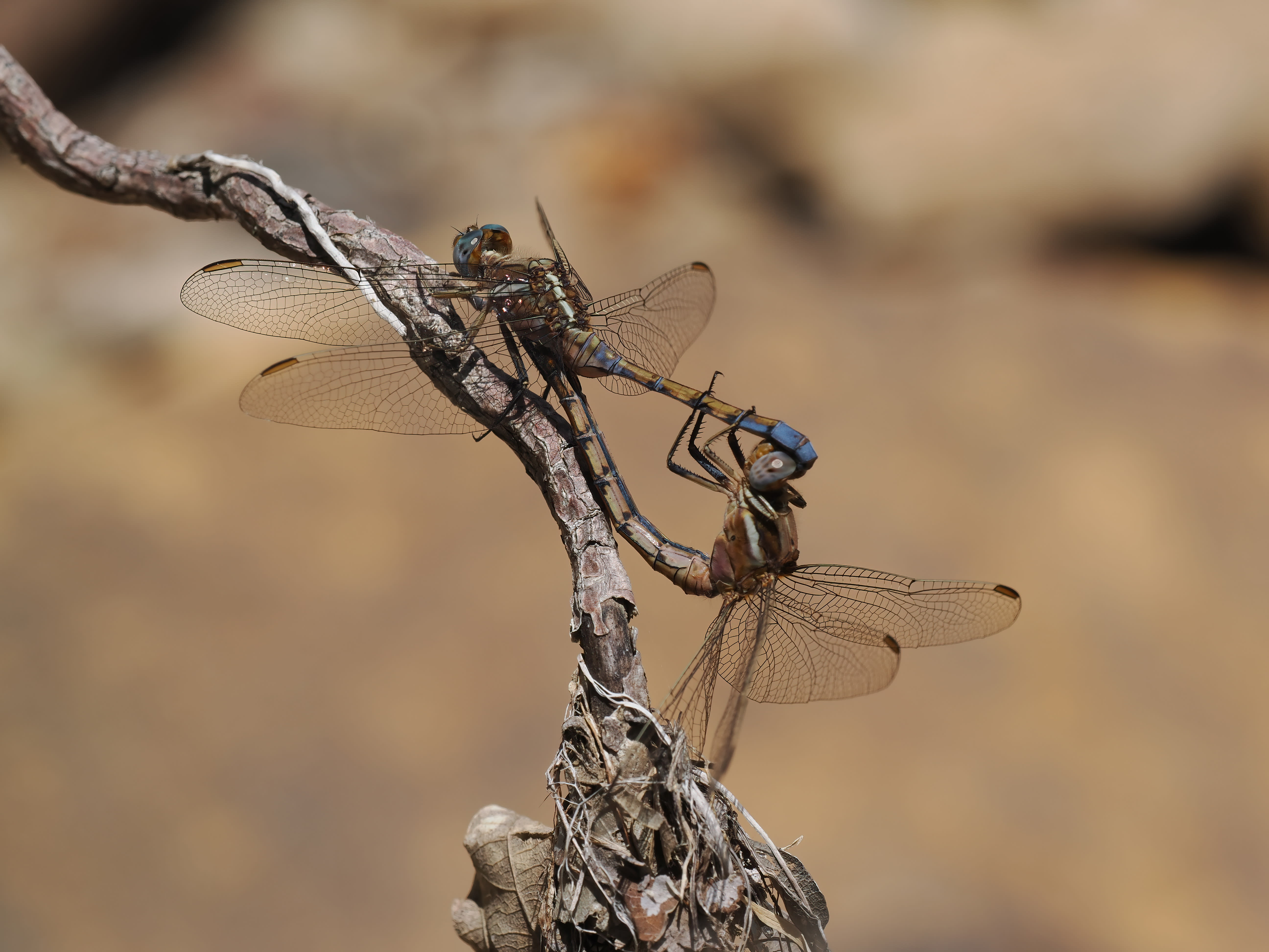 Image from Orthetrum chrysostigma album
