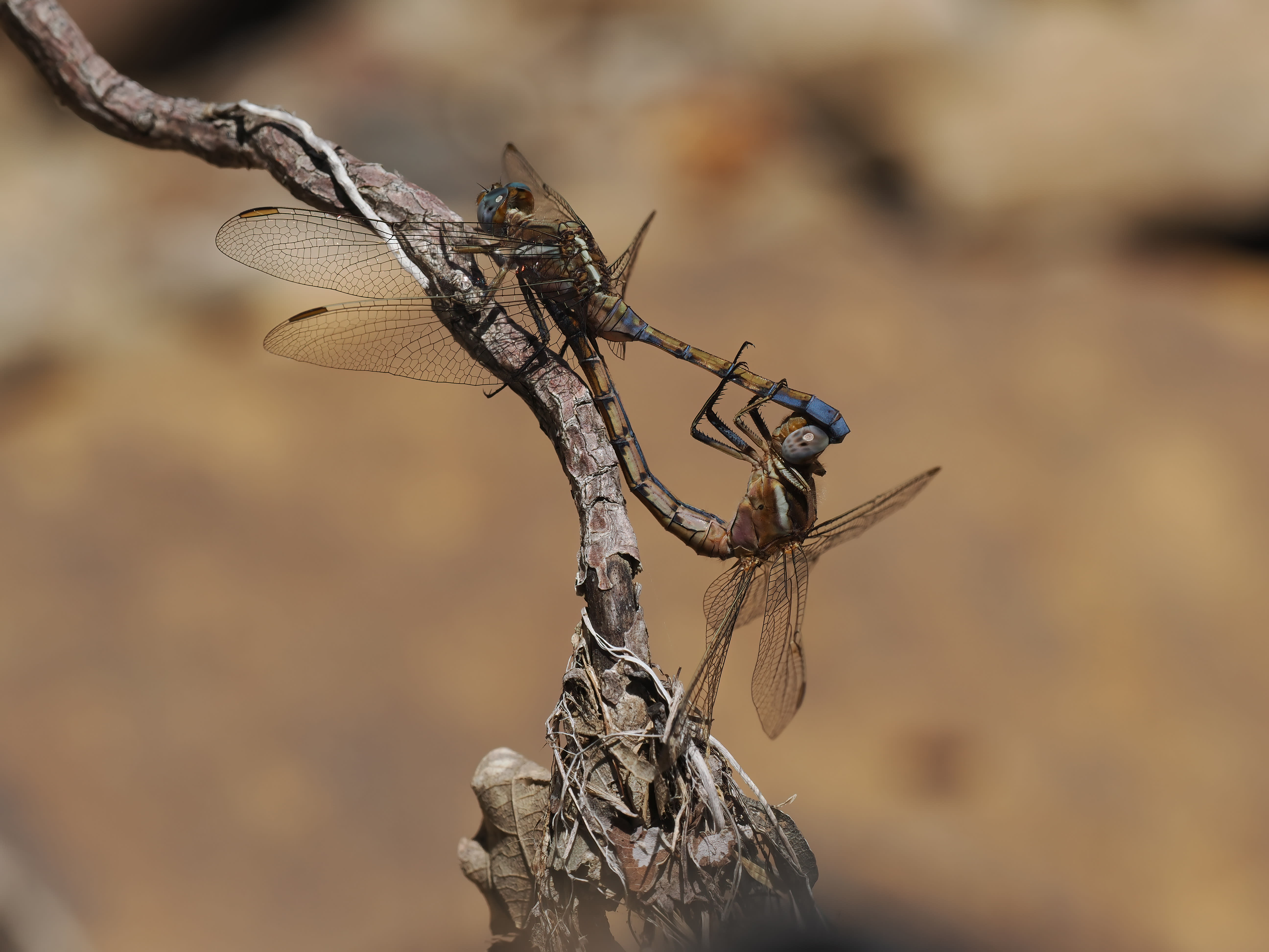 Image from Orthetrum chrysostigma album
