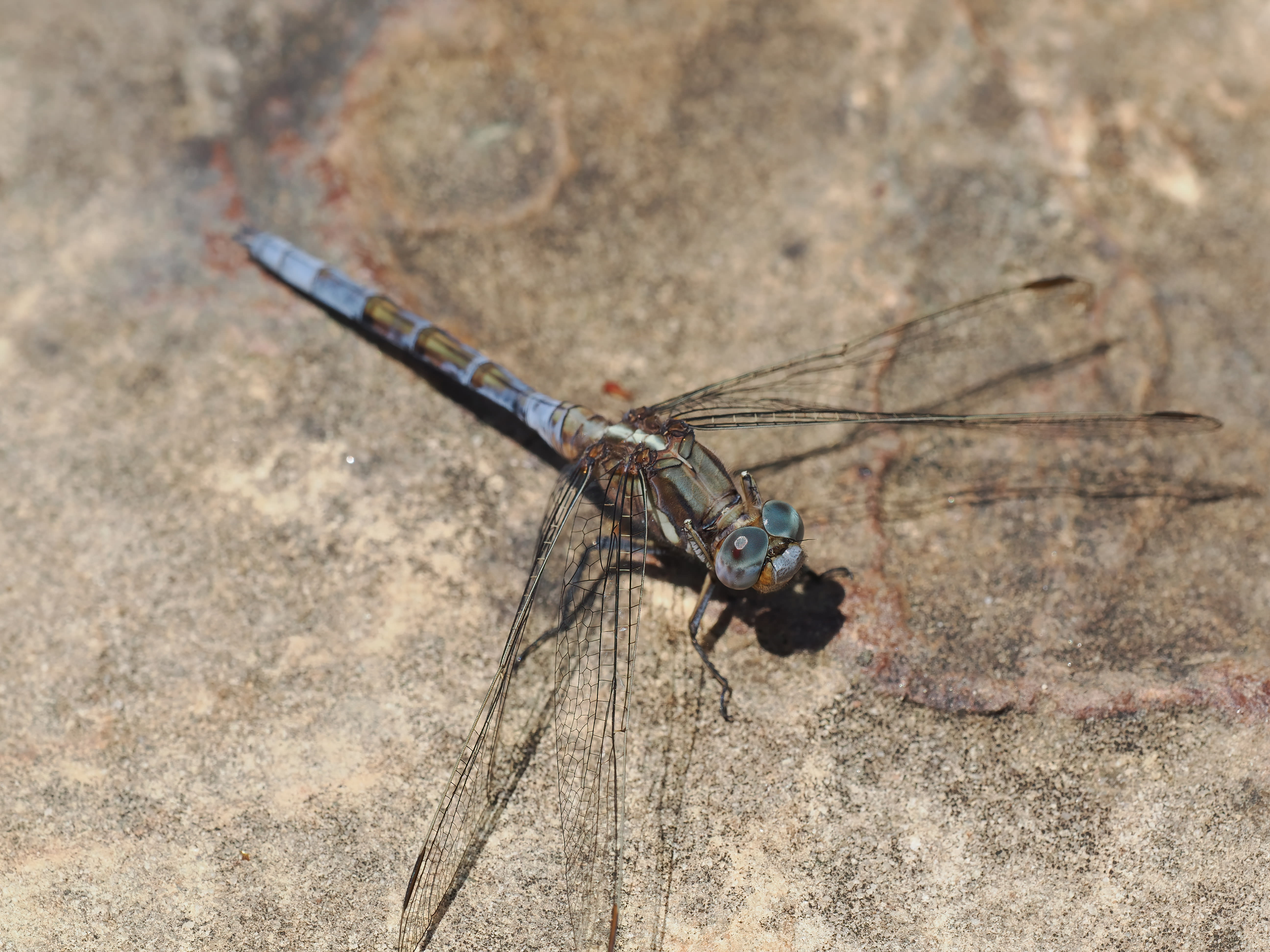Image from Orthetrum chrysostigma album