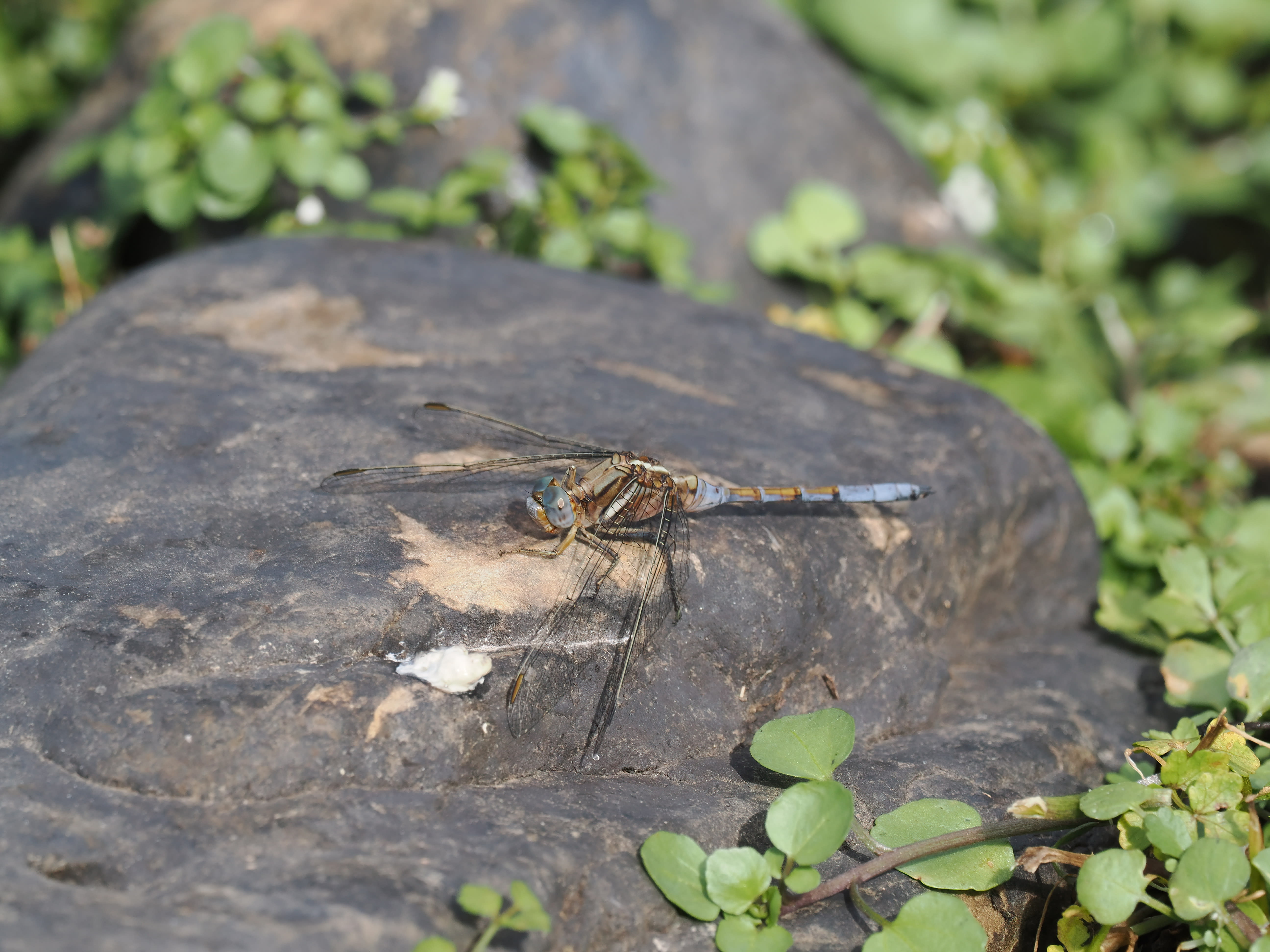 Image from Orthetrum chrysostigma album