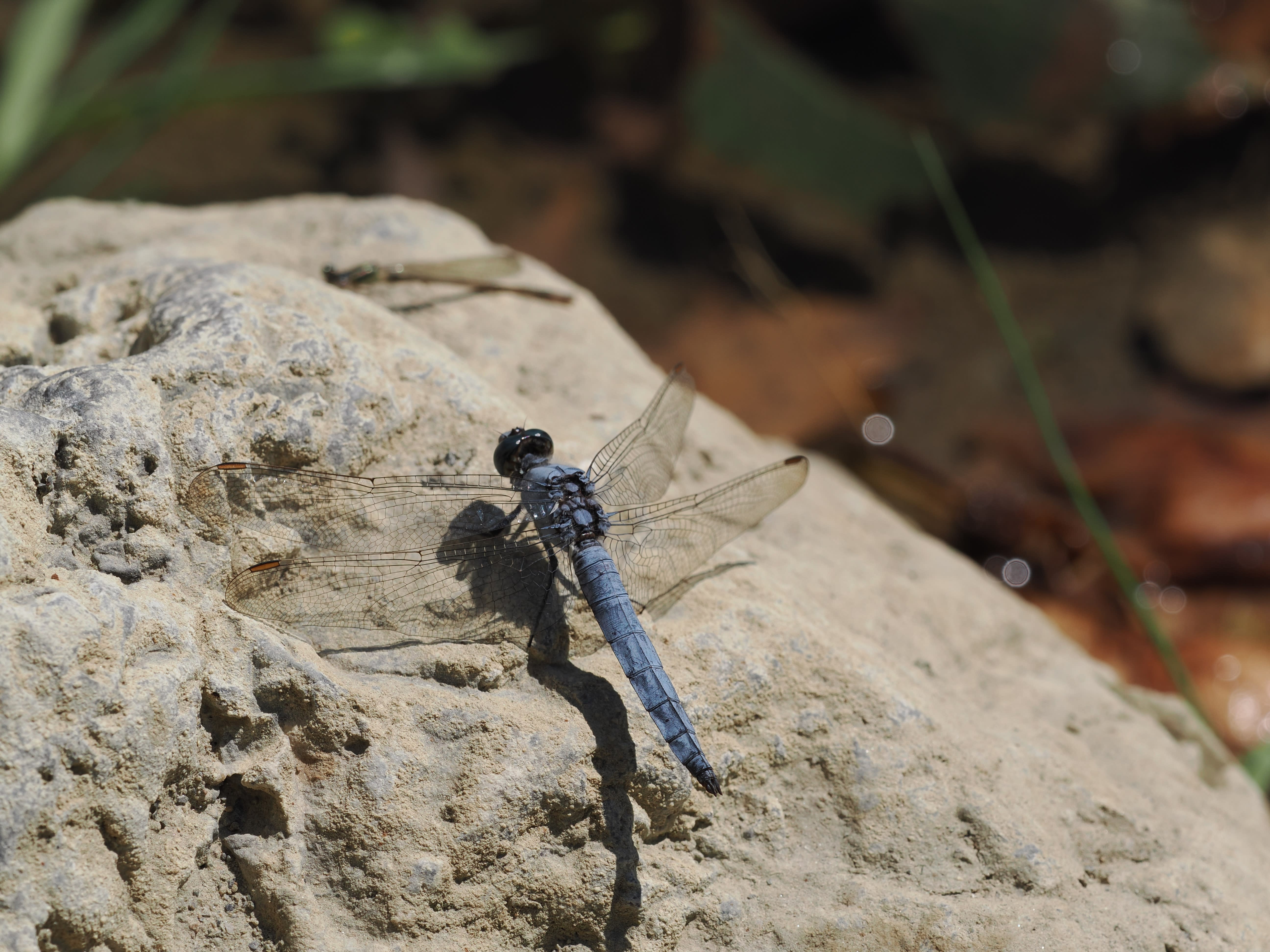 Image from Orthetrum coerulescens album