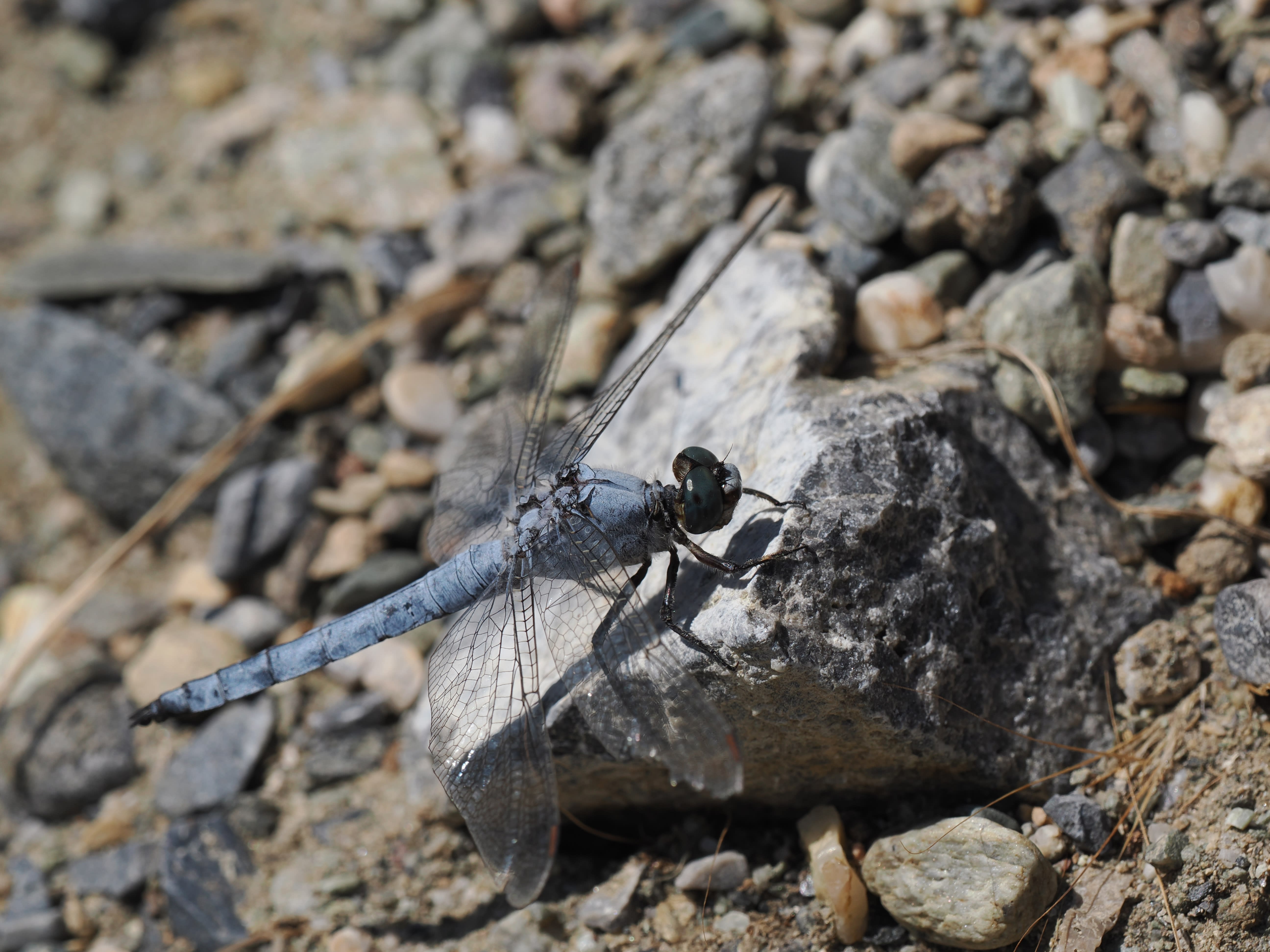 Image from Orthetrum coerulescens album