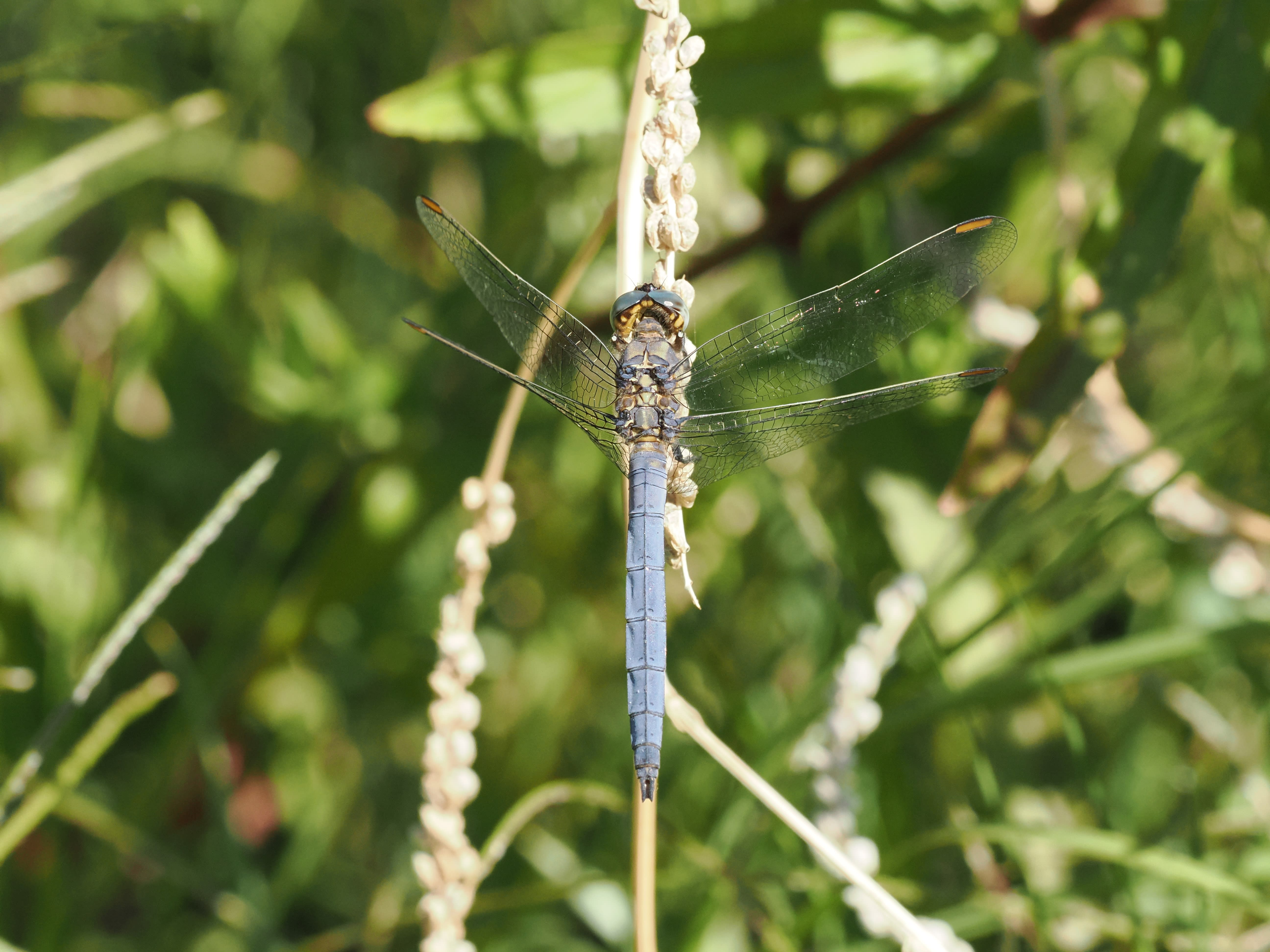 Image from Orthetrum coerulescens album