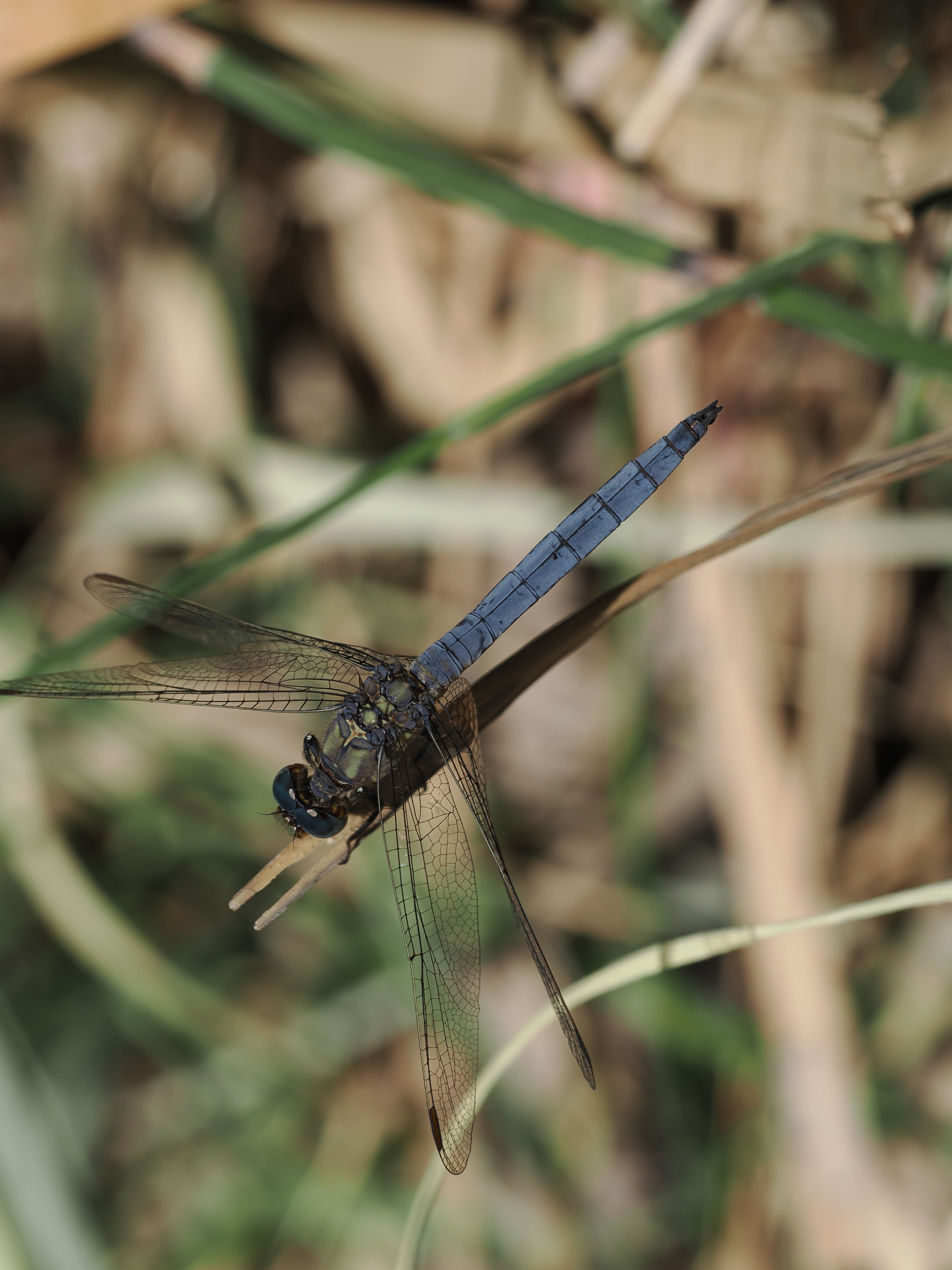 Image from Orthetrum coerulescens album