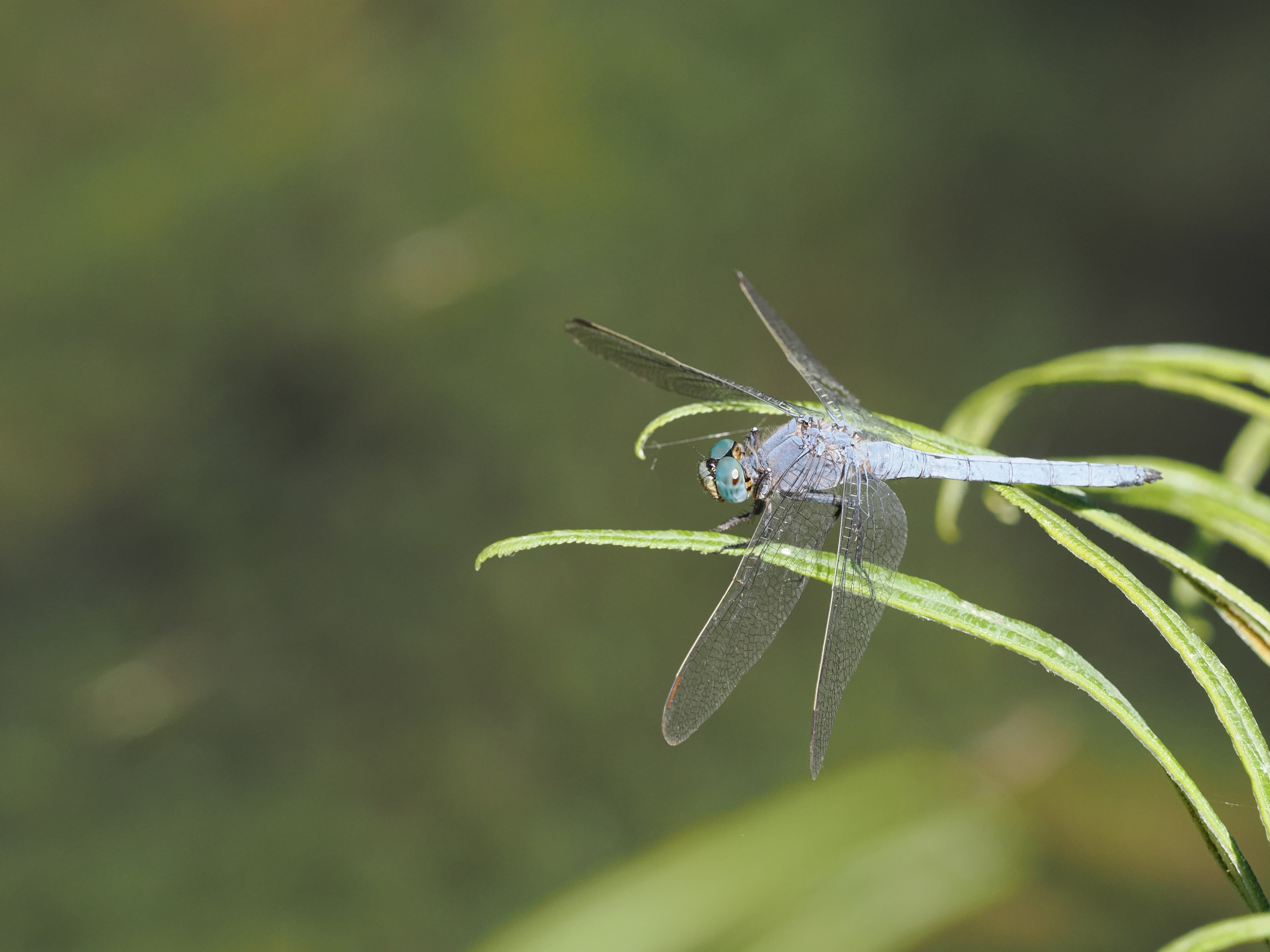 Image from Orthetrum coerulescens album