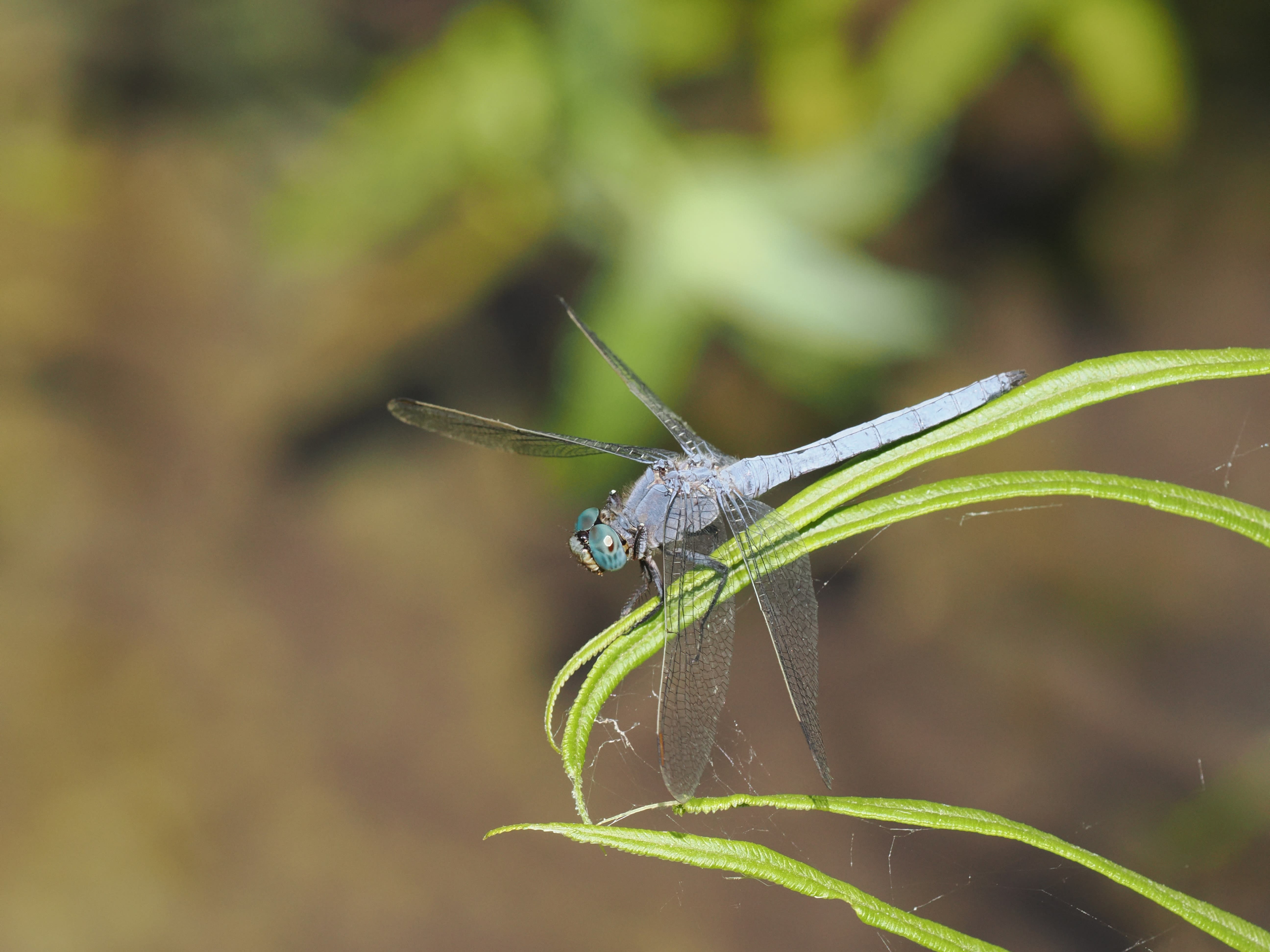 Image from Orthetrum coerulescens album