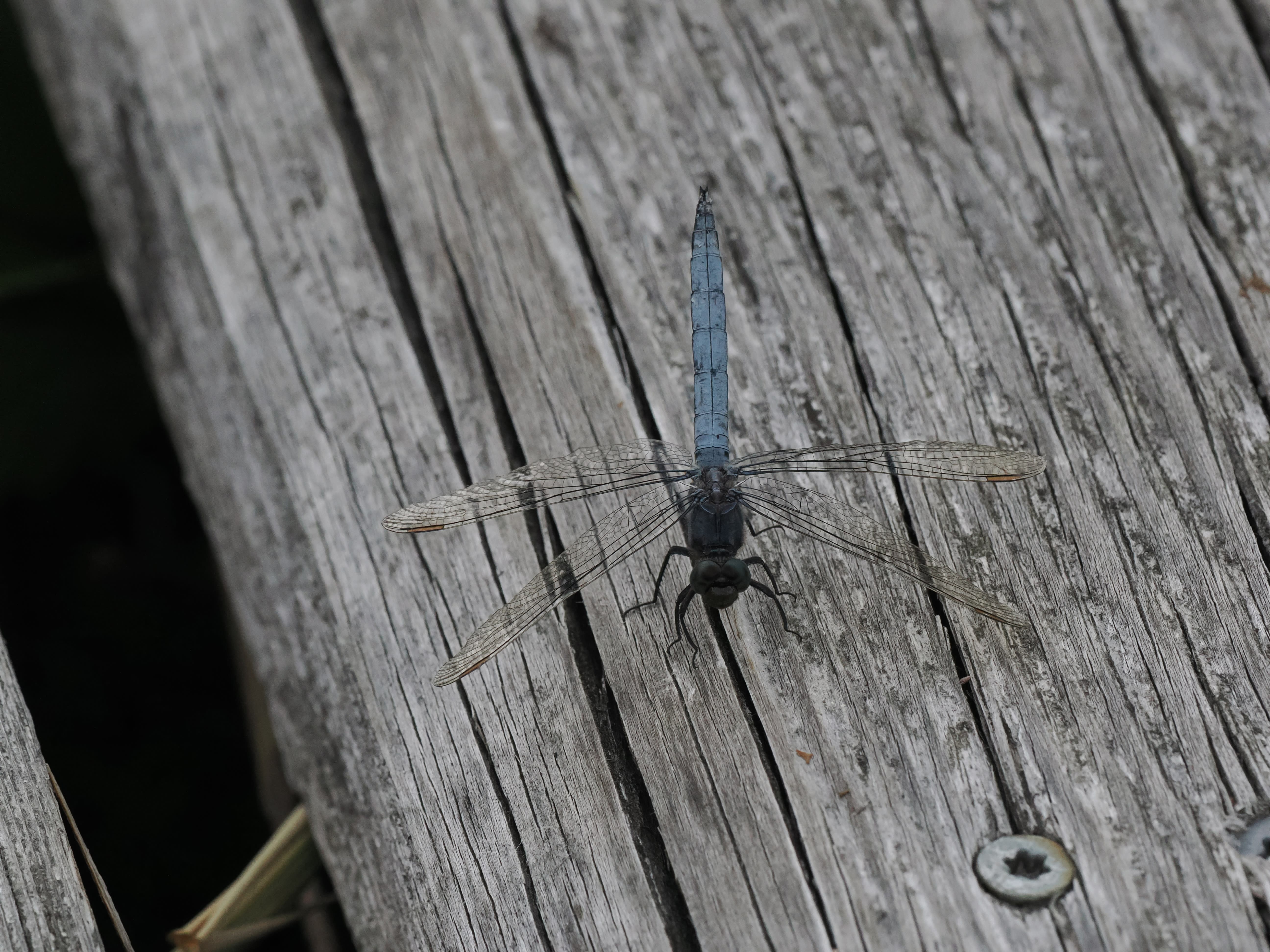 Orthetrum coerulescens — Keeled skimmer. Bärsta, Södermanland, Sweden. 2026.