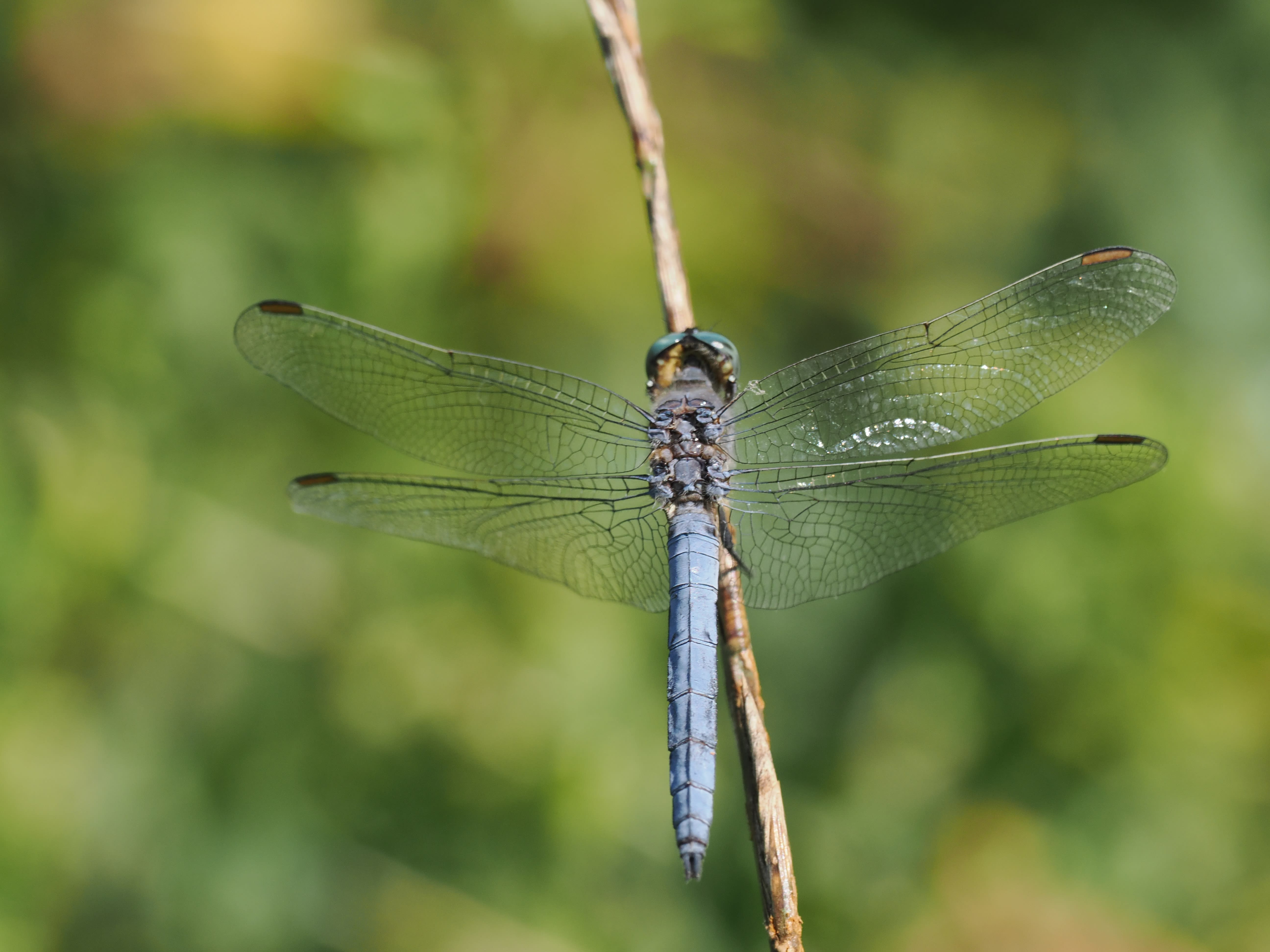 Image from Orthetrum coerulescens album