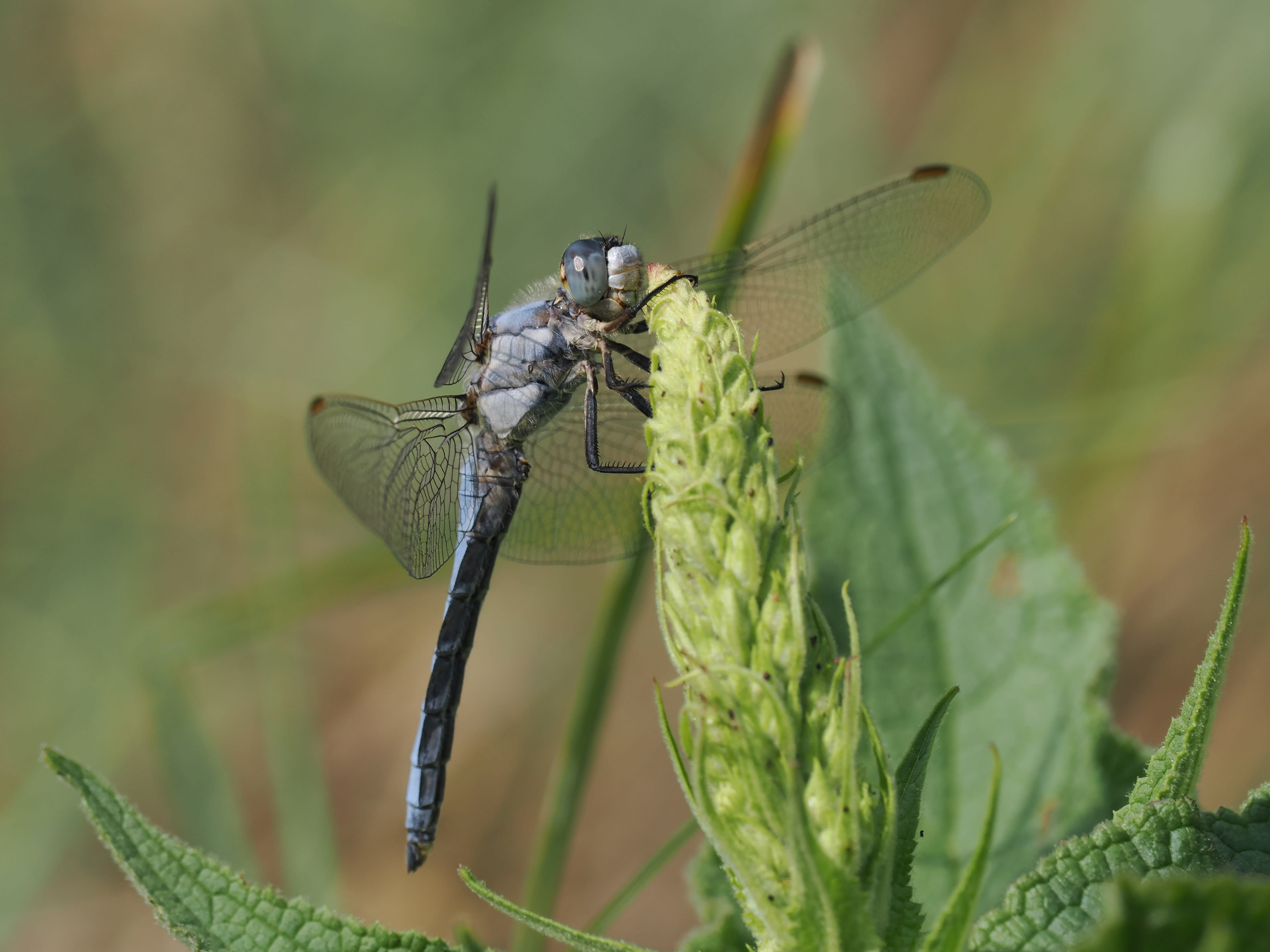 Image from Orthetrum coerulescens album