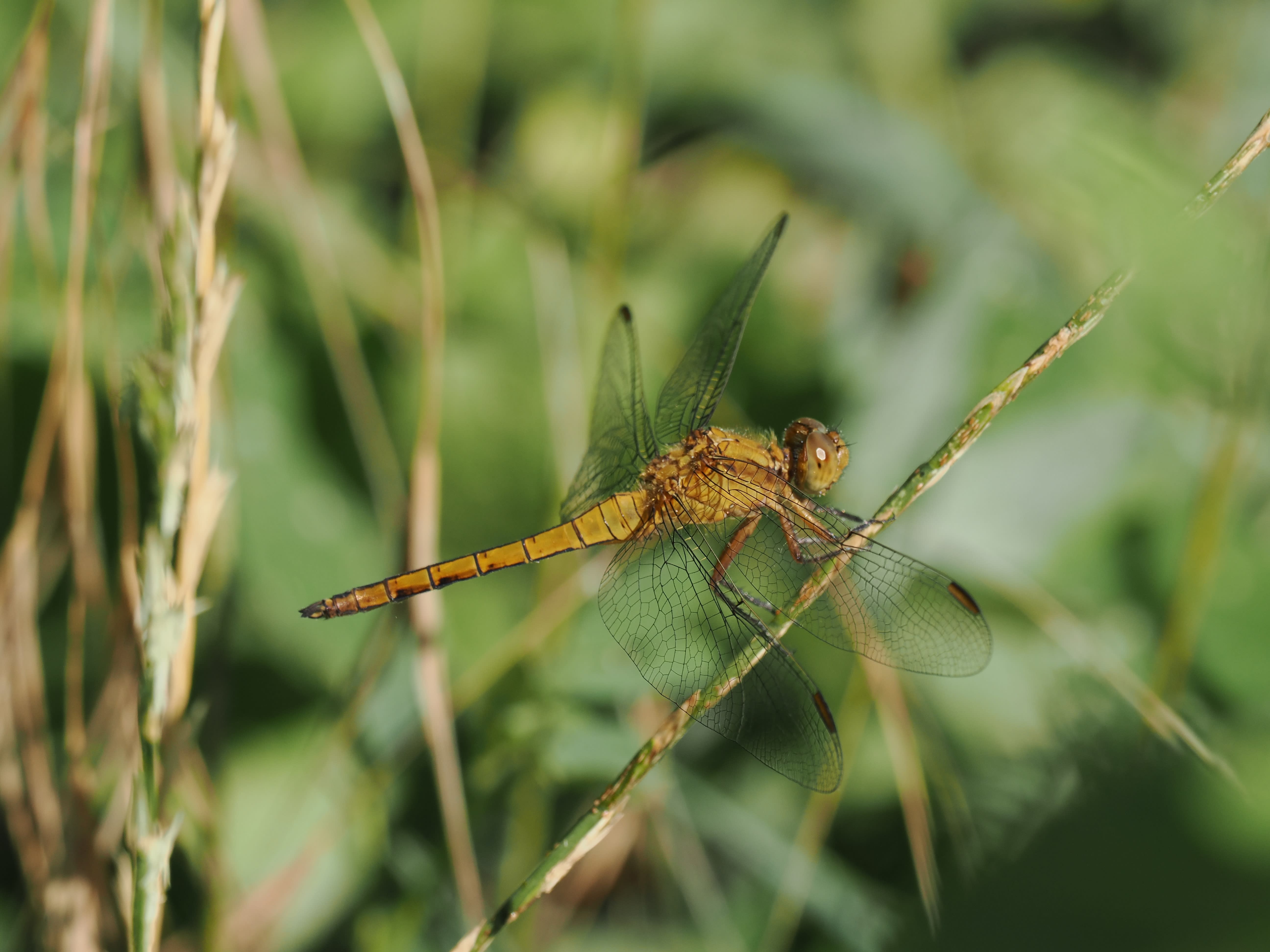Image from Orthetrum coerulescens album