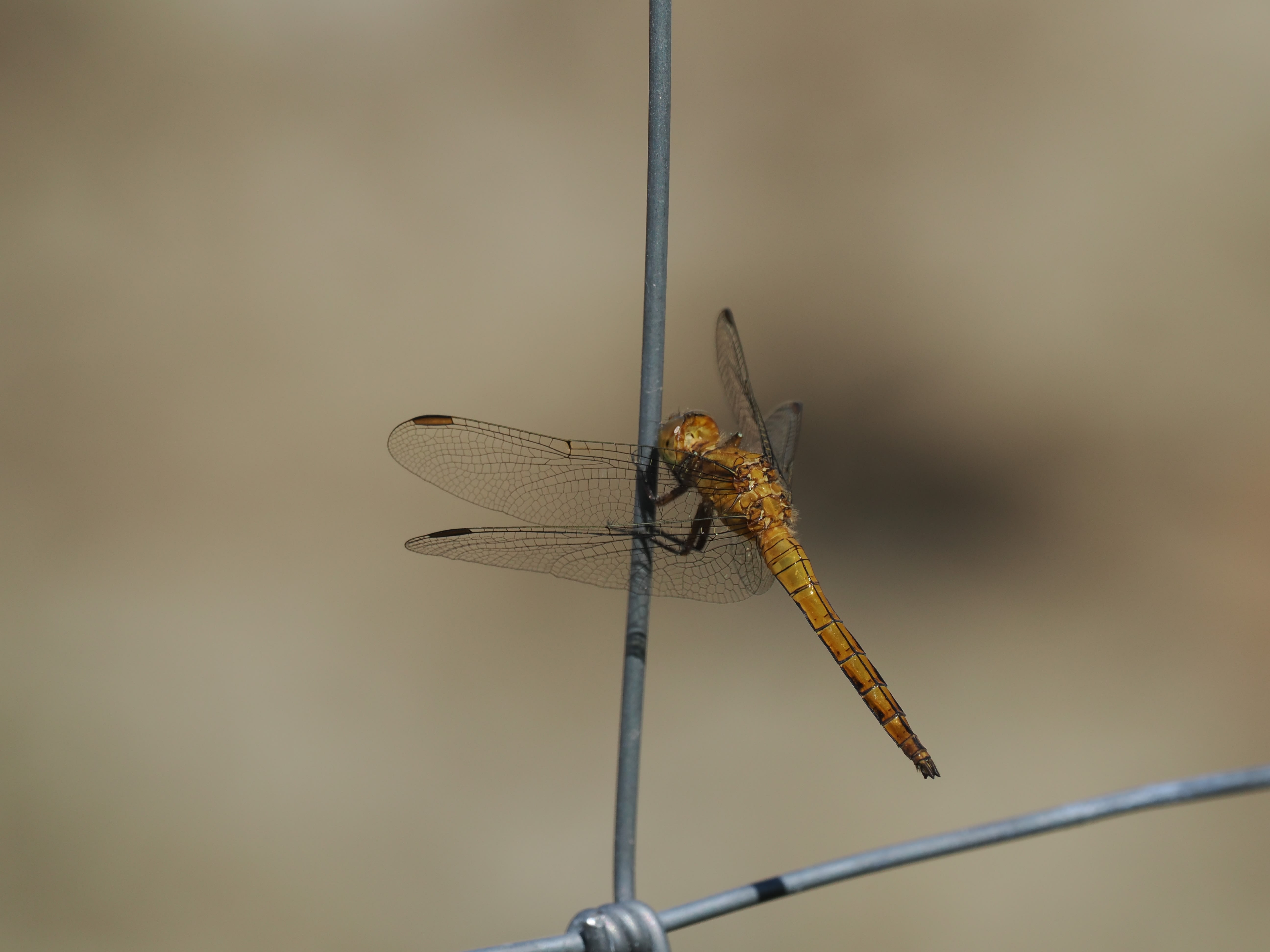 Image from Orthetrum coerulescens album