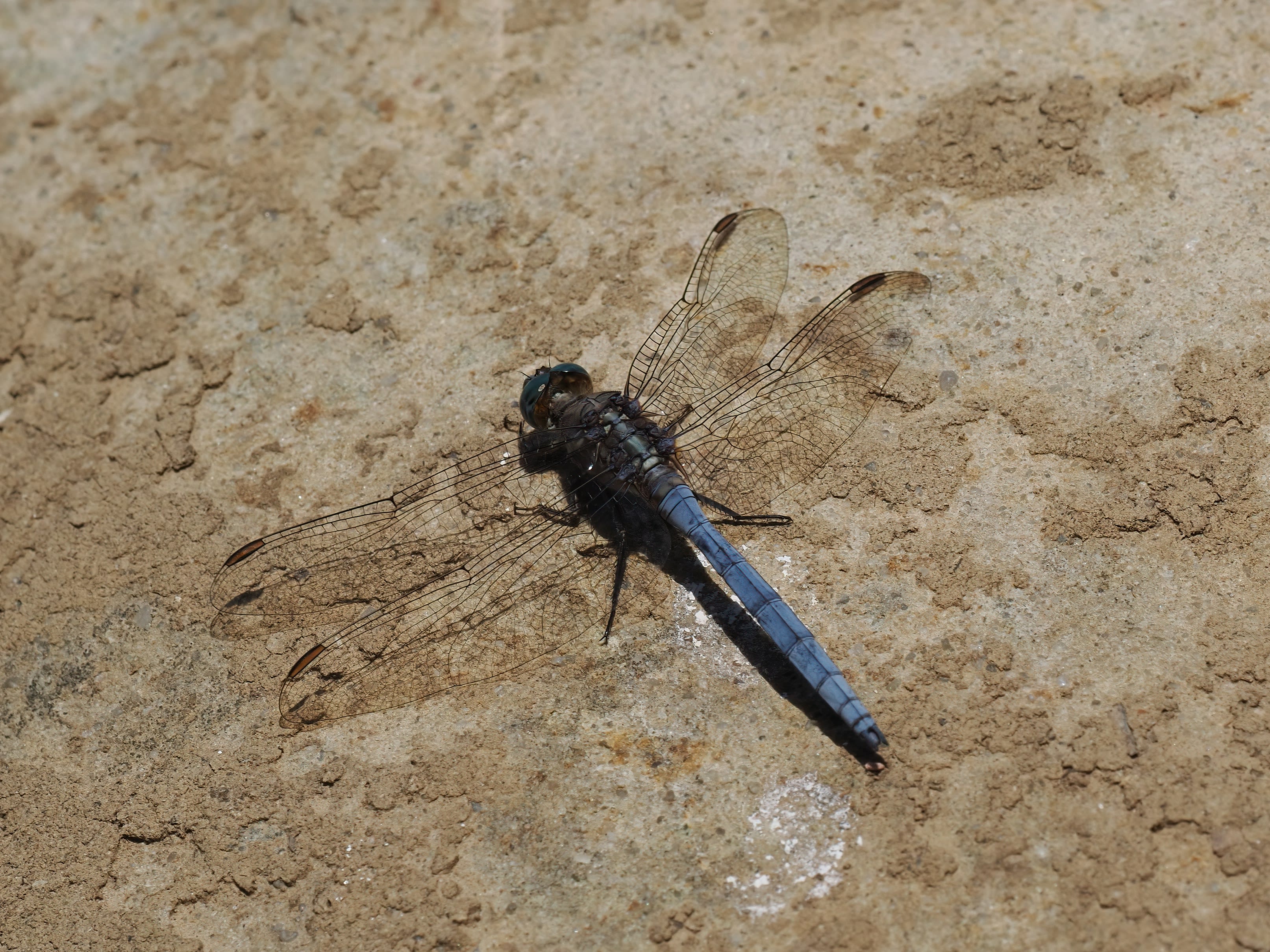 Image from Orthetrum coerulescens album