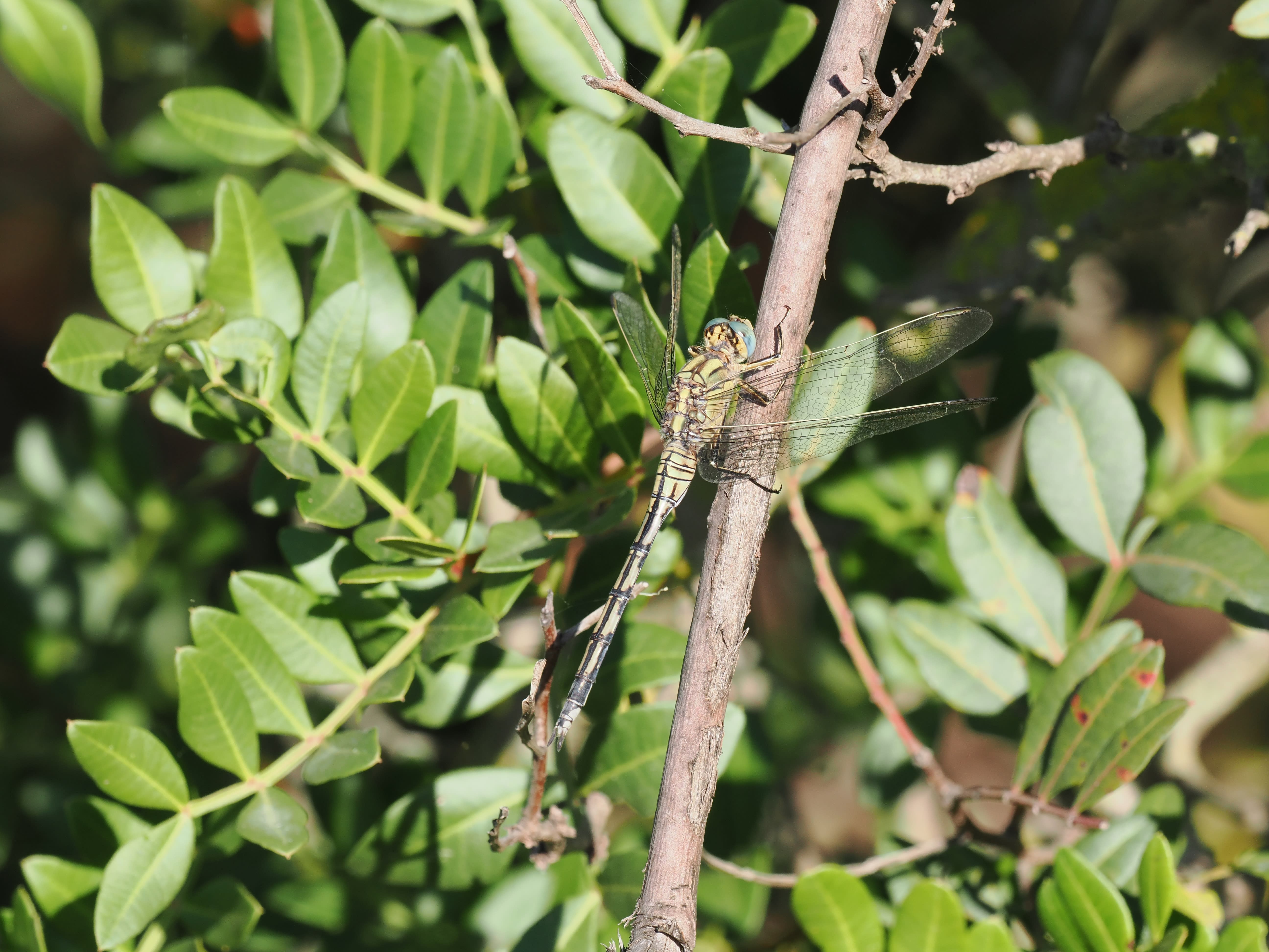 Image from Orthetrum trinacria album