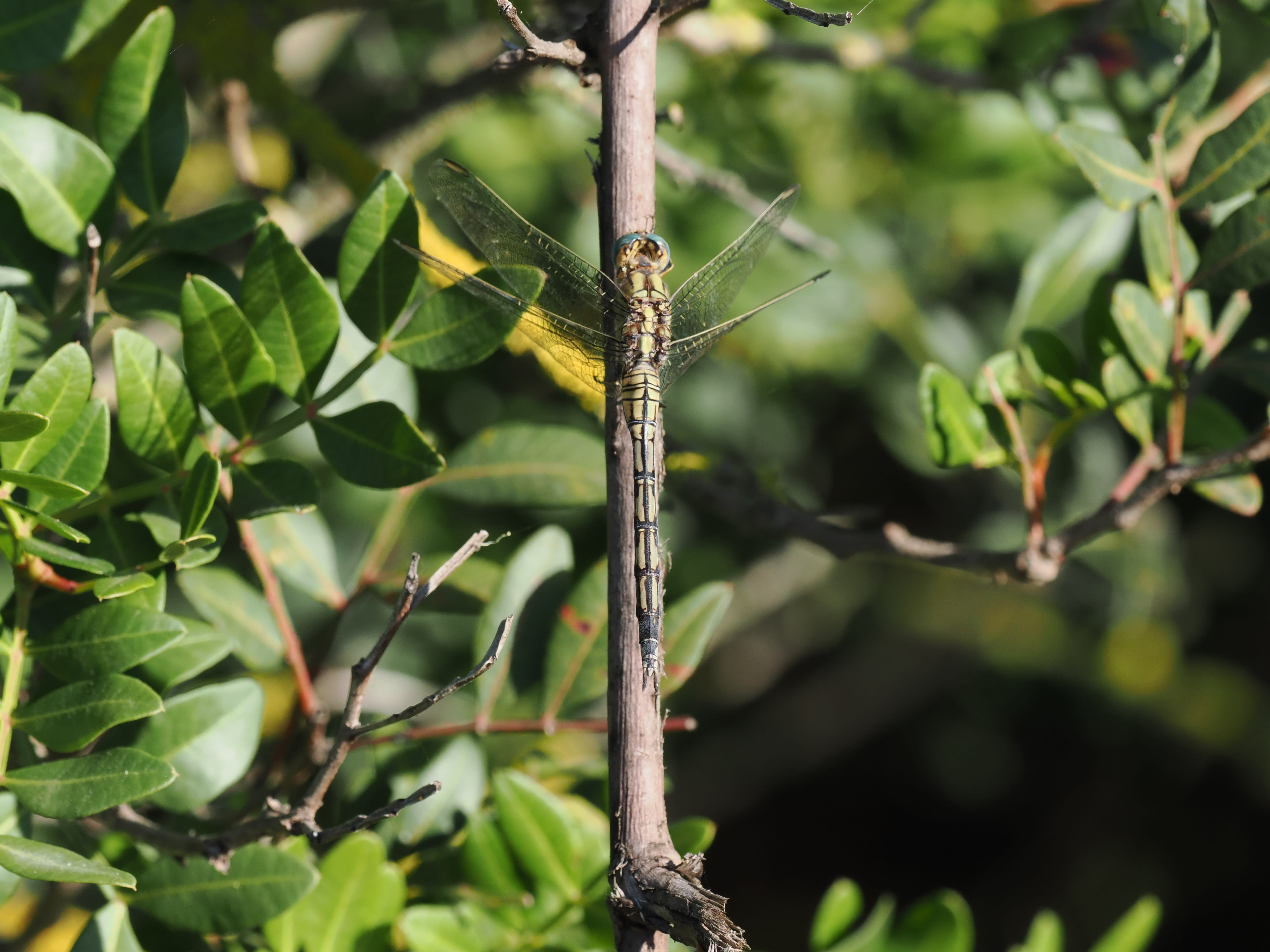 Image from Orthetrum trinacria album