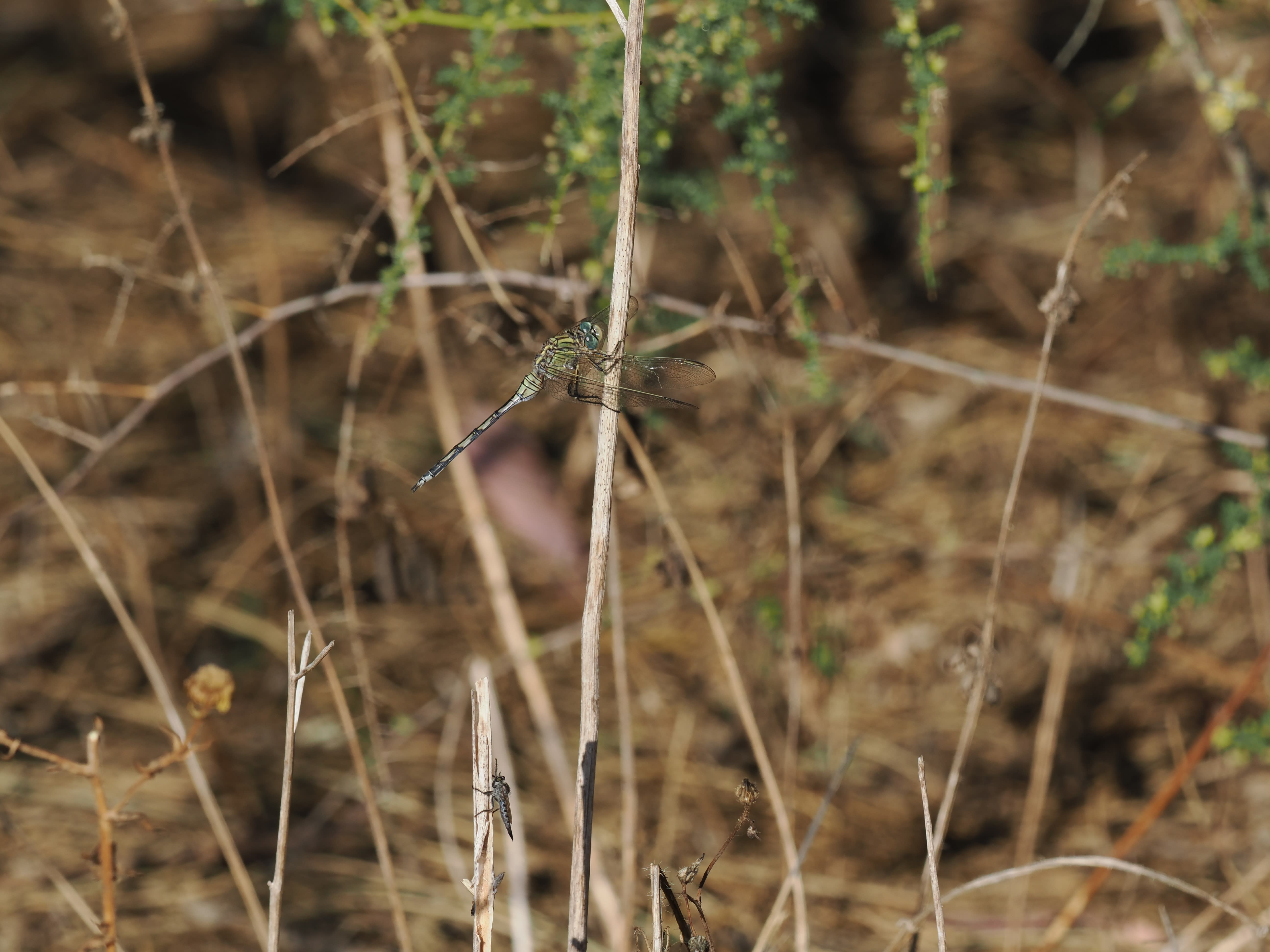 Image from Orthetrum trinacria album