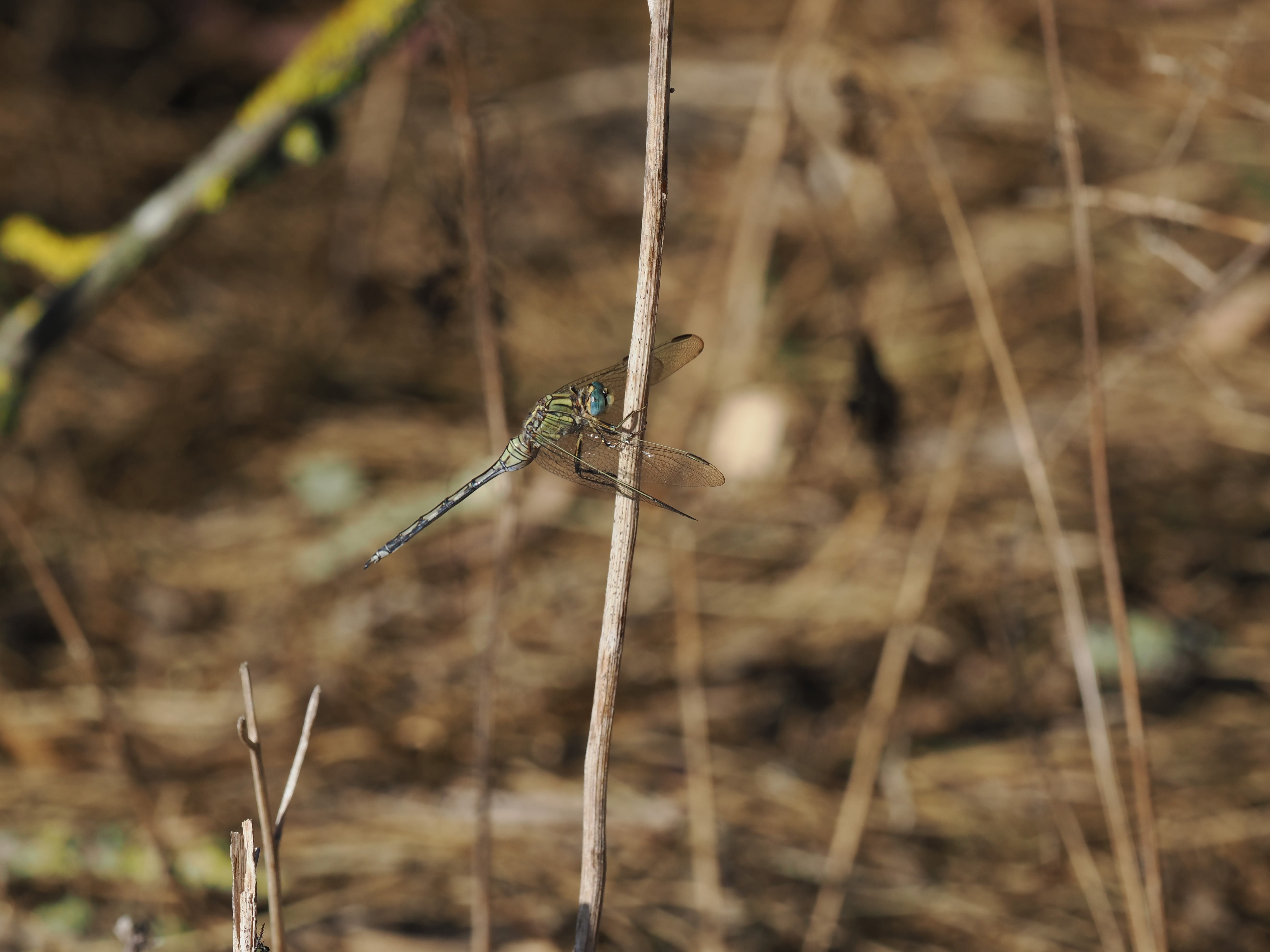 Image from Orthetrum trinacria album