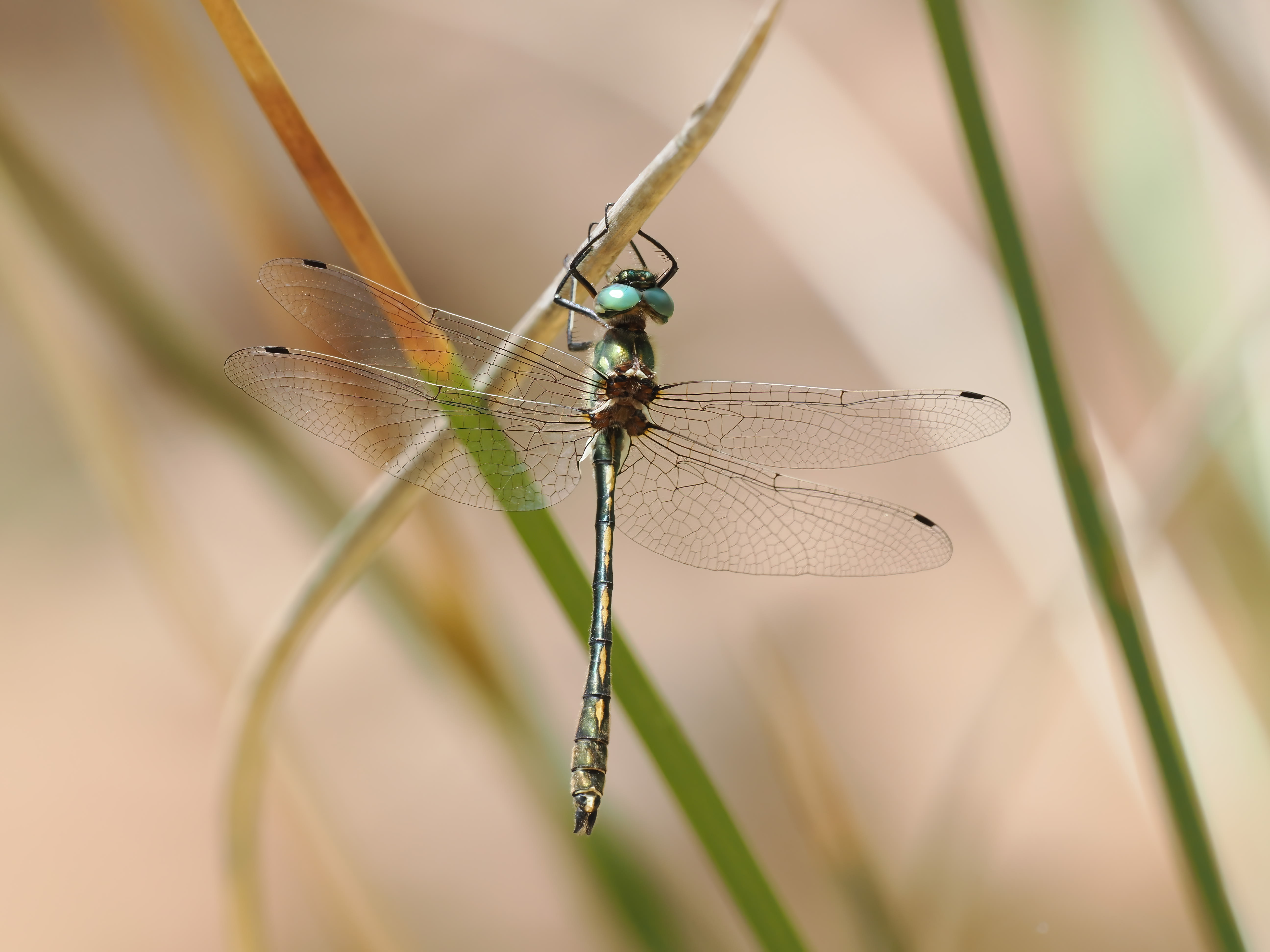 Image from Oxygastra curtisii album