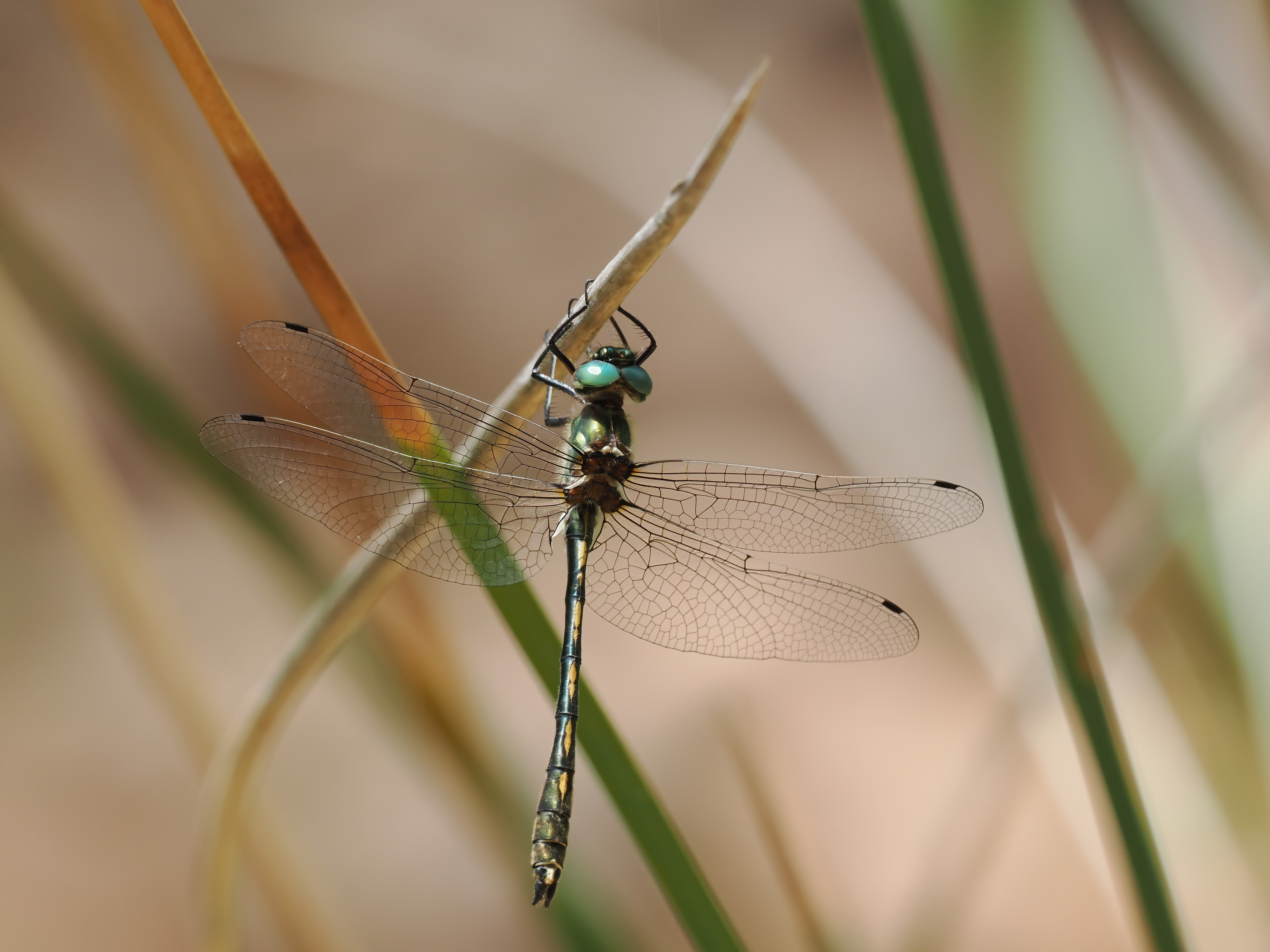 Image from Oxygastra curtisii album