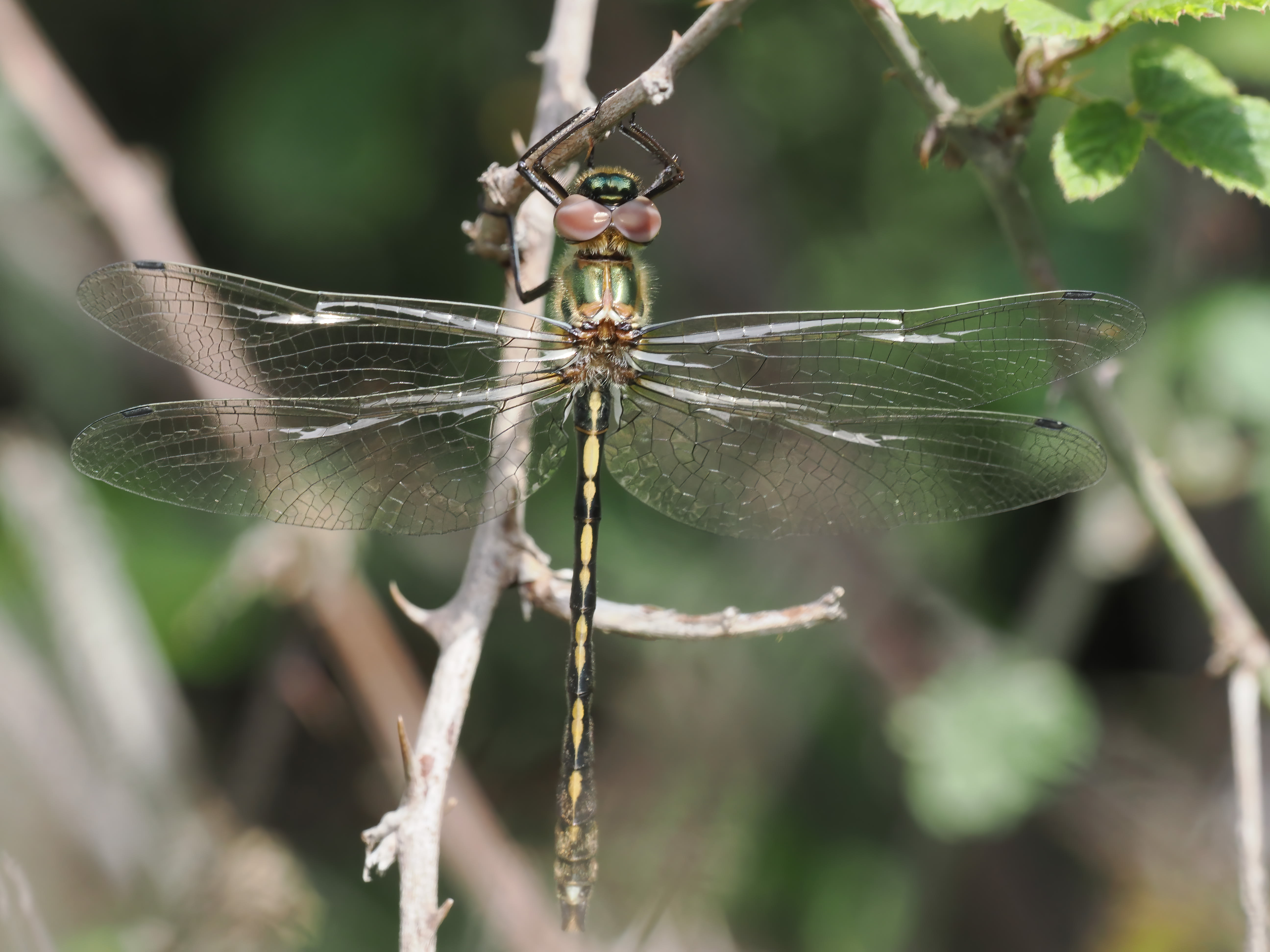 Image from Oxygastra curtisii album