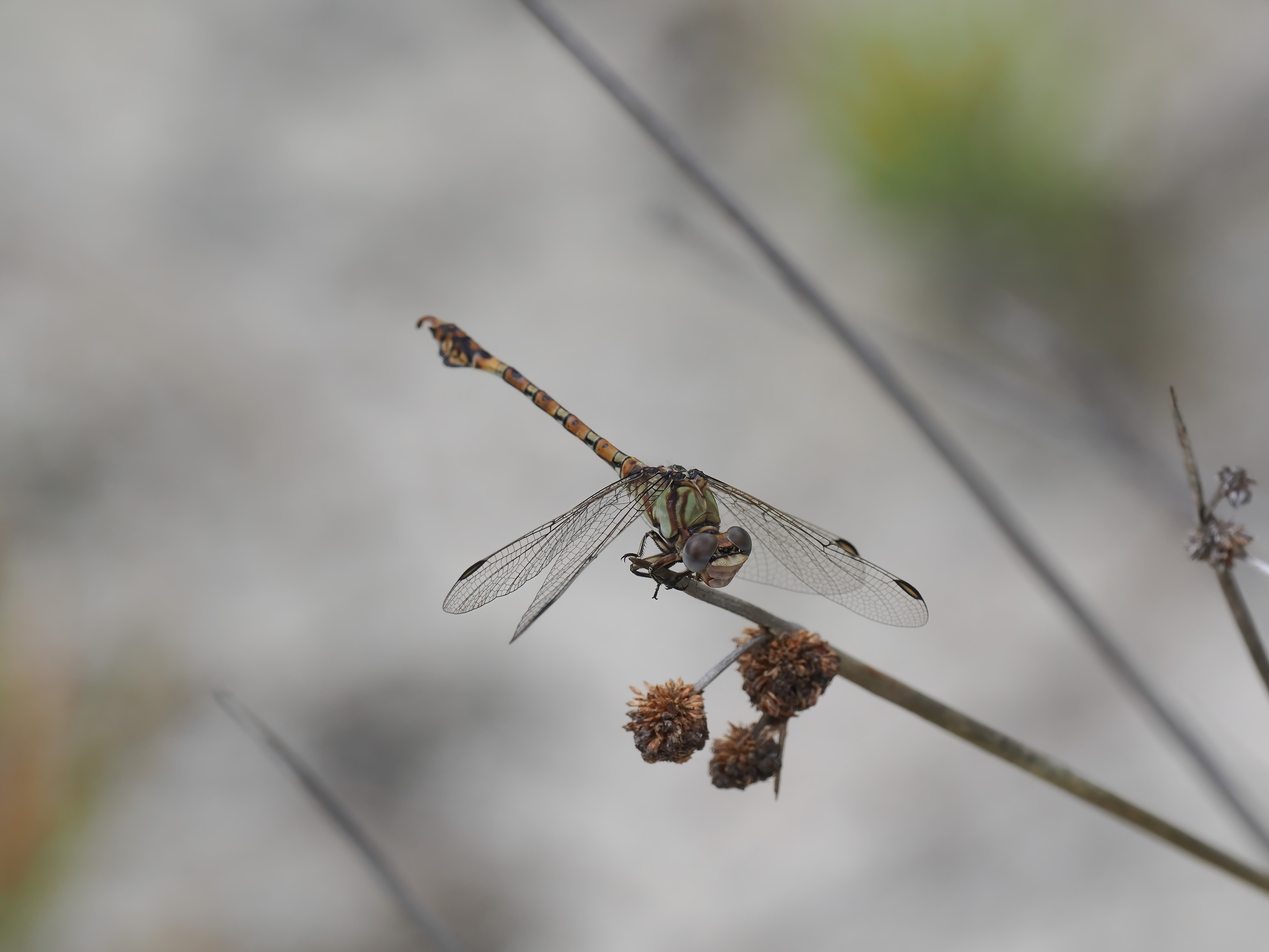 Image from Paragomphus genei album