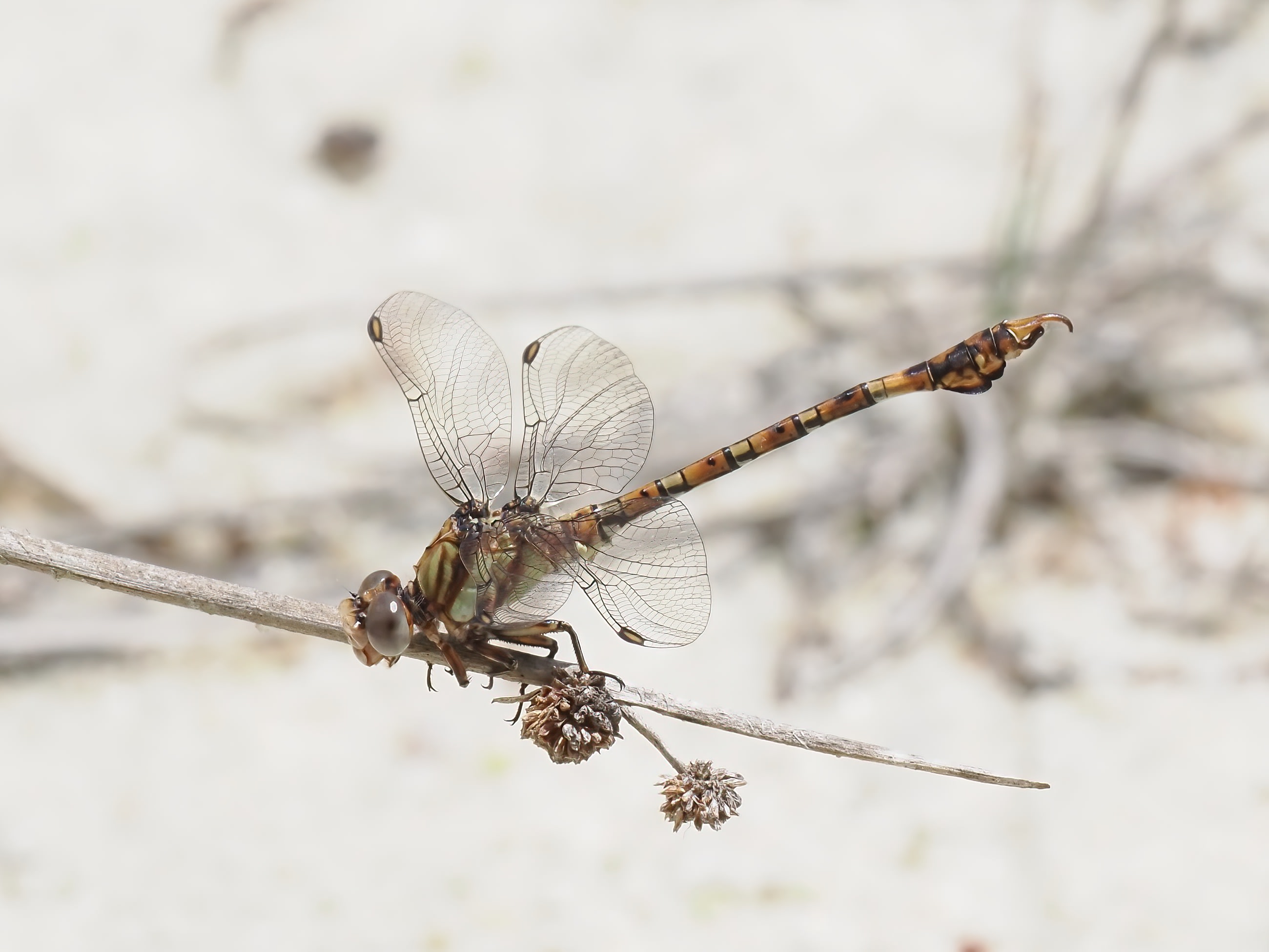 Image from Paragomphus genei album