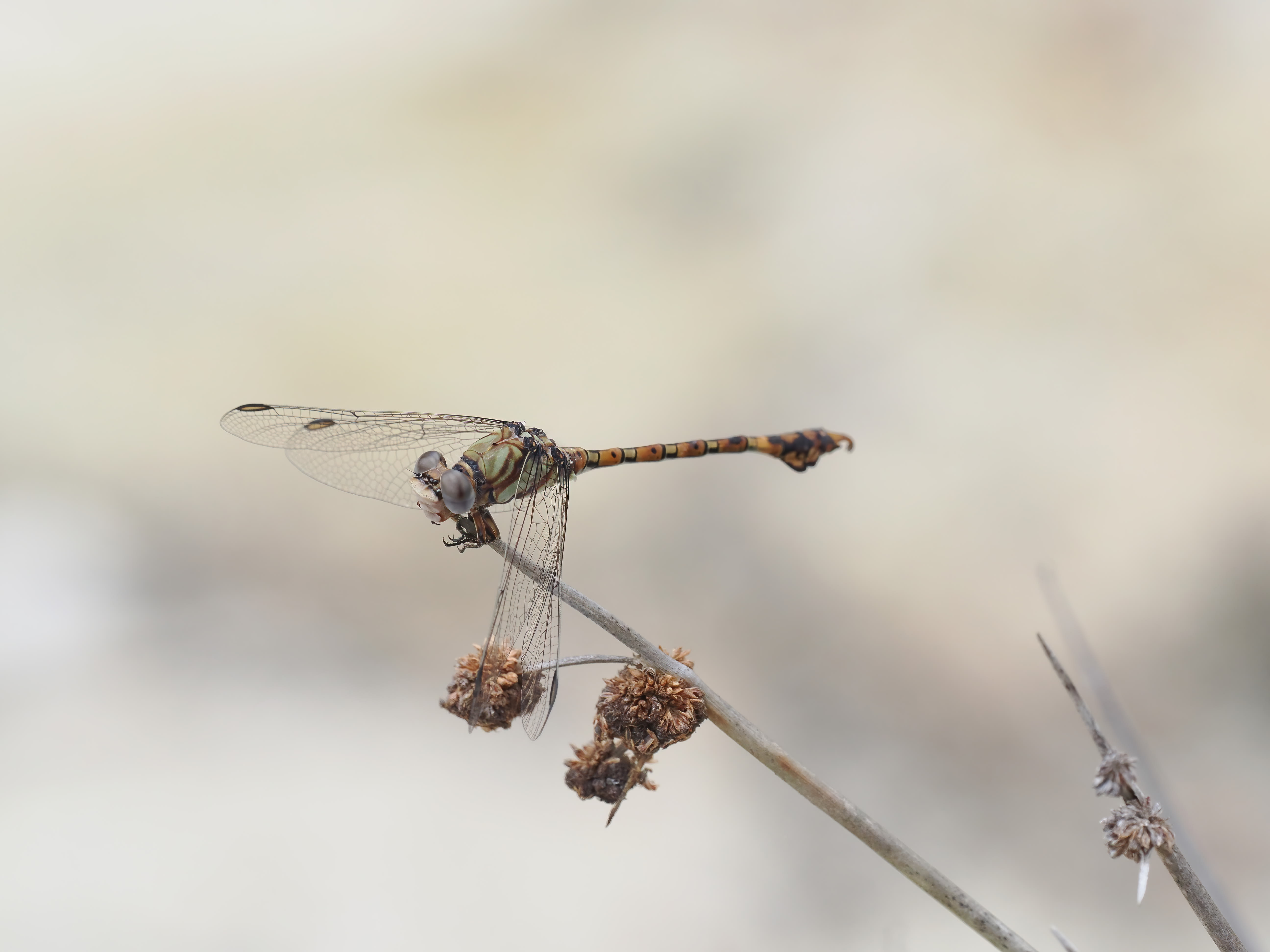 Image from Paragomphus genei album